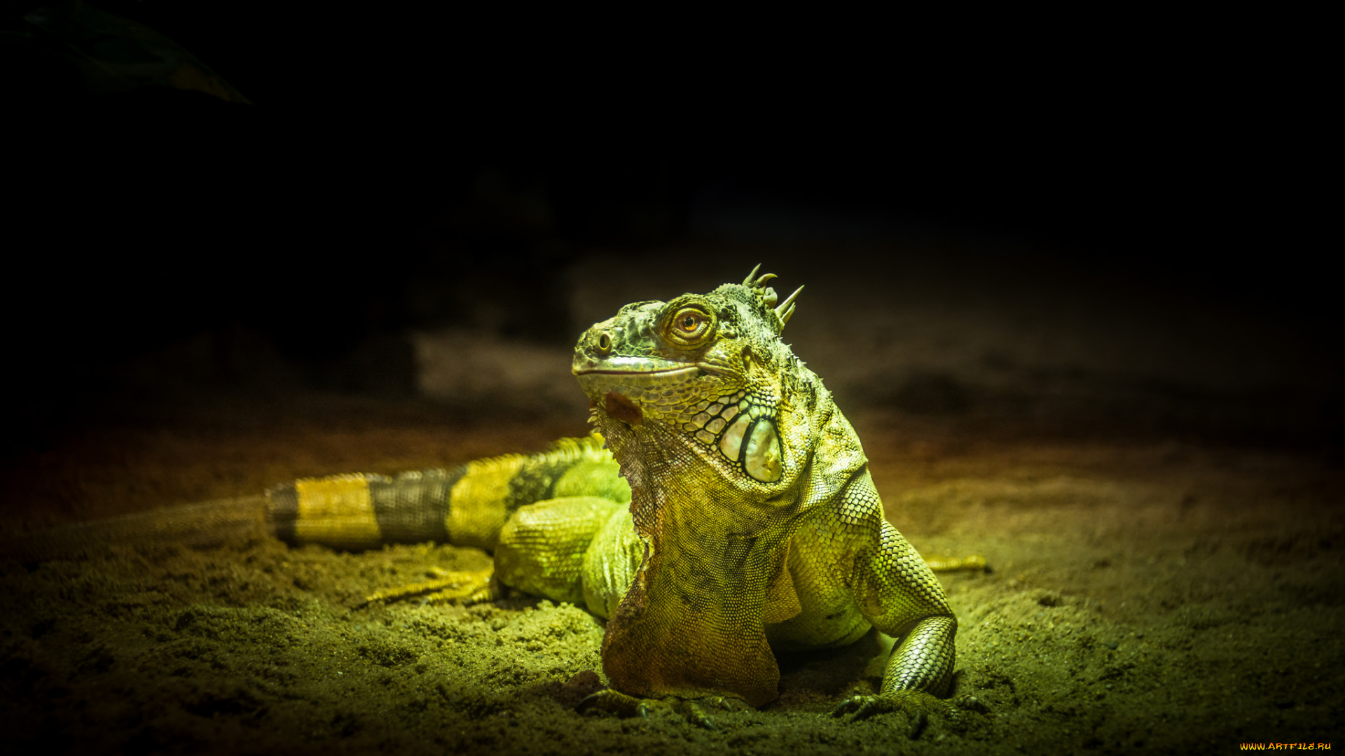 животные, Ящерицы, , игуаны, , вараны, игуана
