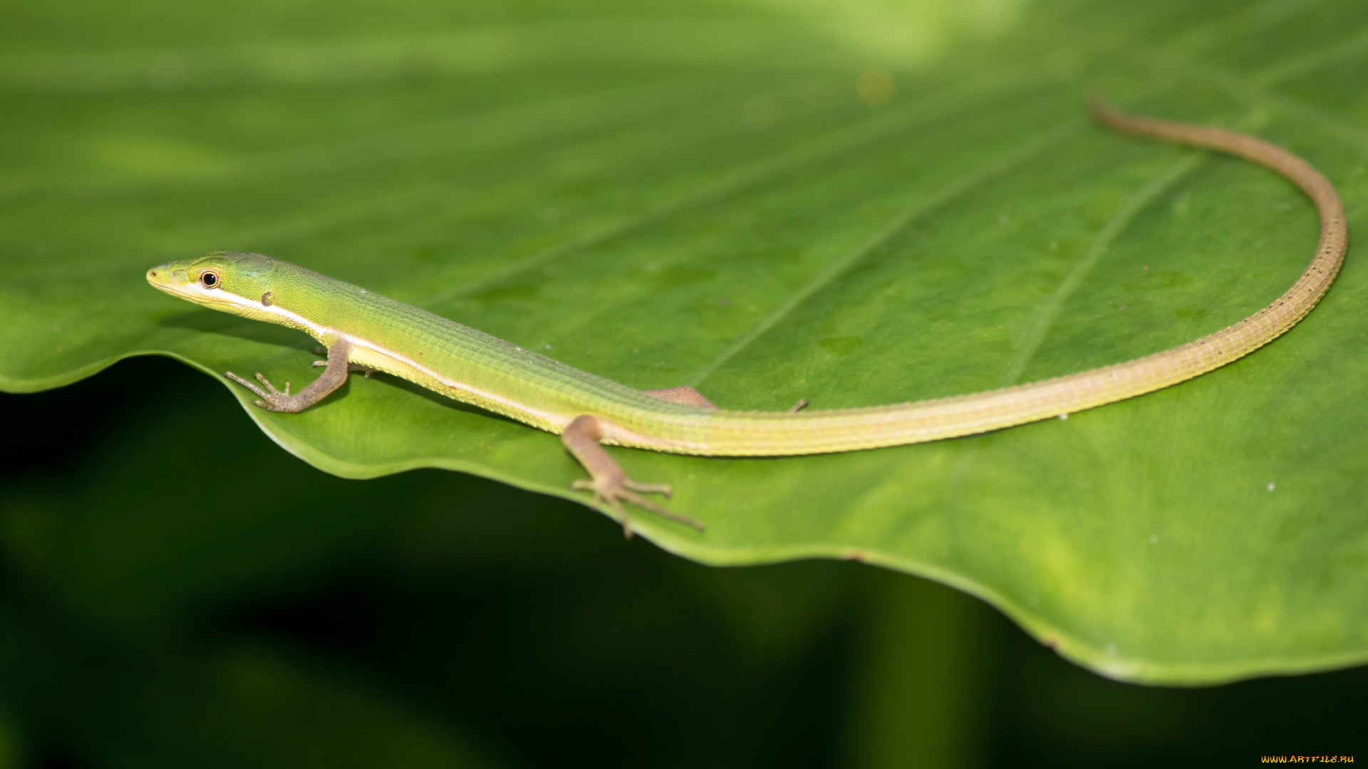животные, Ящерицы, , игуаны, , вараны, ящерица, лист