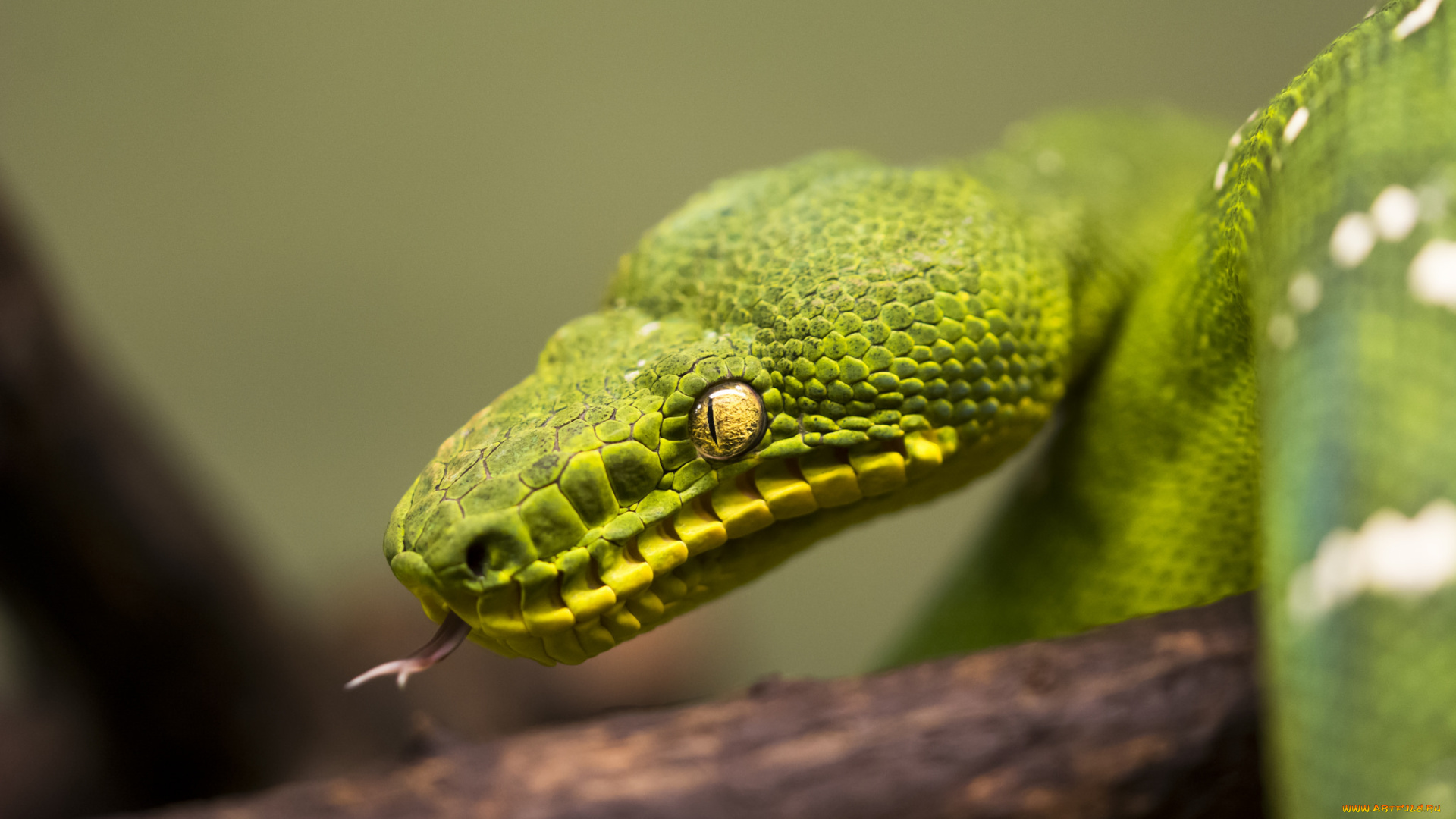 животные, змеи, , питоны, , кобры, питон, язык, зелёный