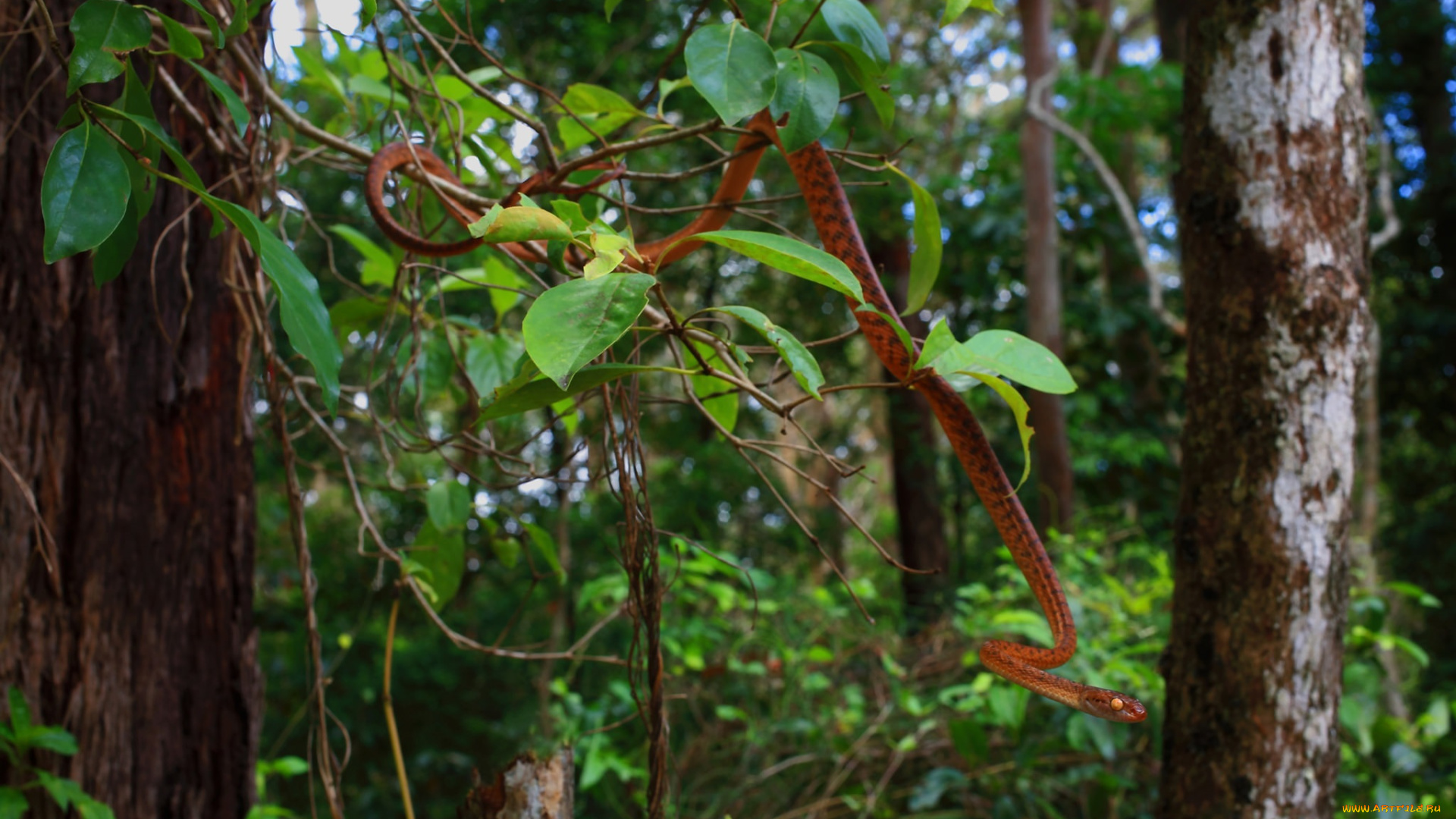 животные, змеи, , питоны, , кобры, змея, листья, ветка, лес