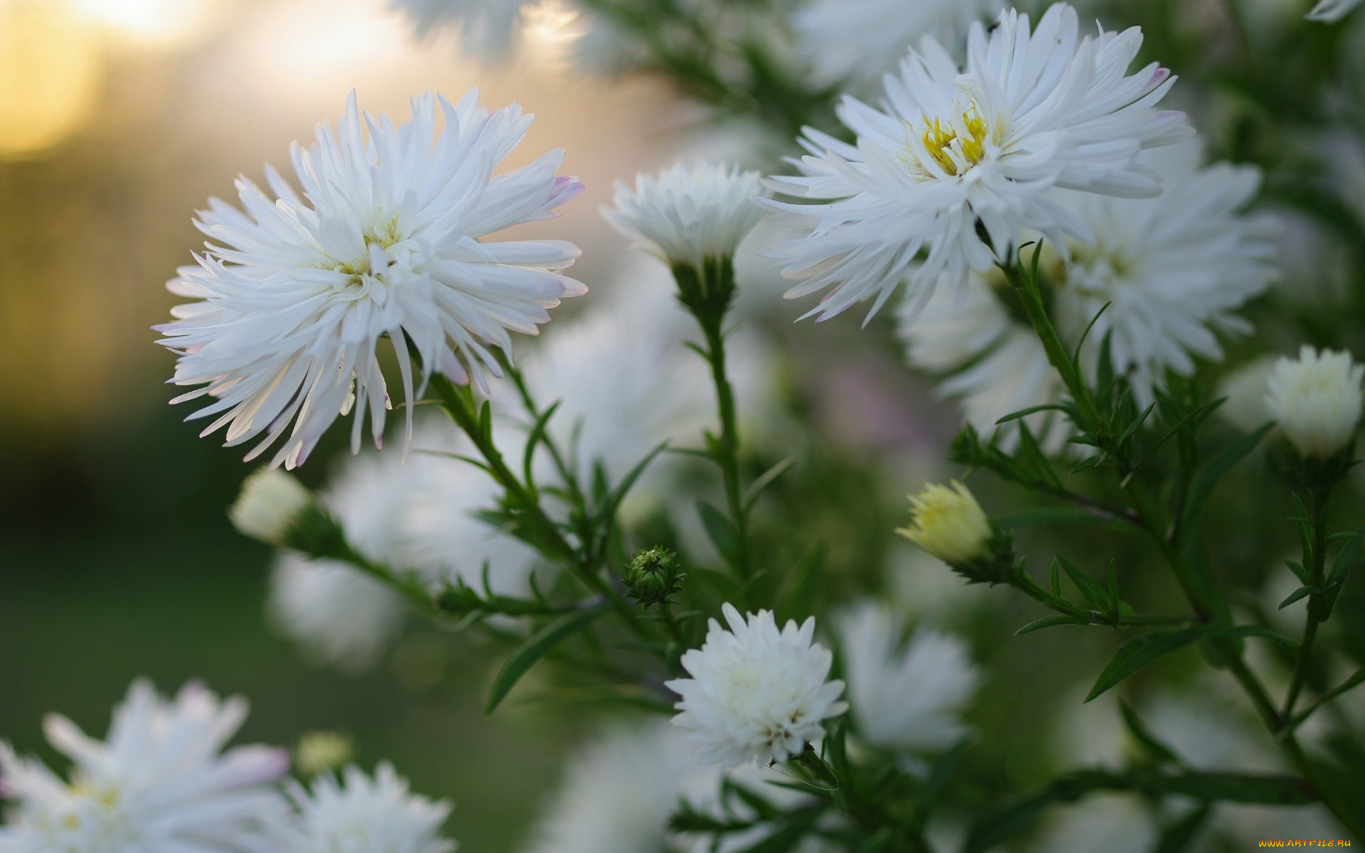 цветы, астры, белые, макро