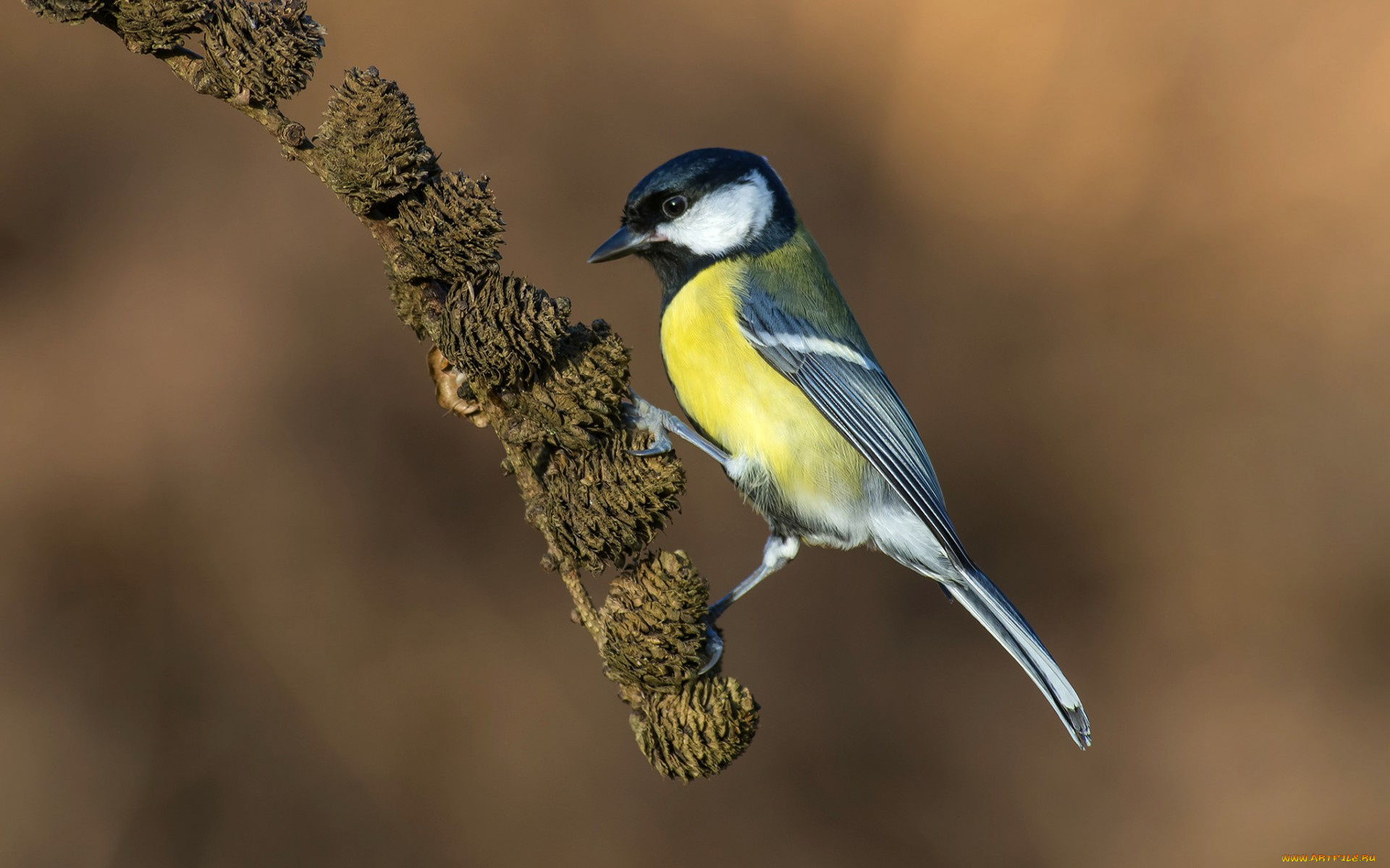 животные, синицы, , лазоревки, птица, синица, перья