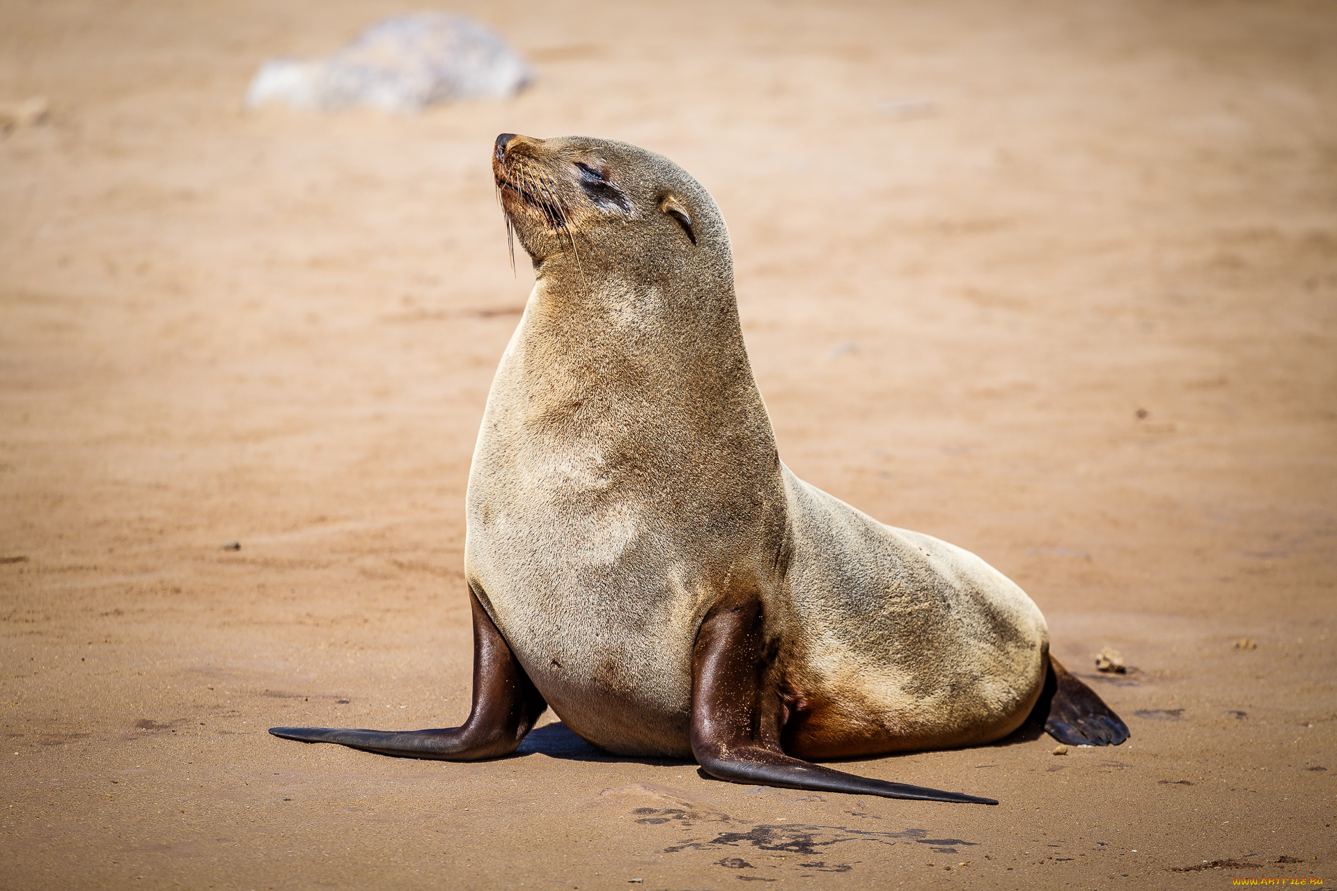 животные, тюлени, , морские, львы, , морские, котики, котик