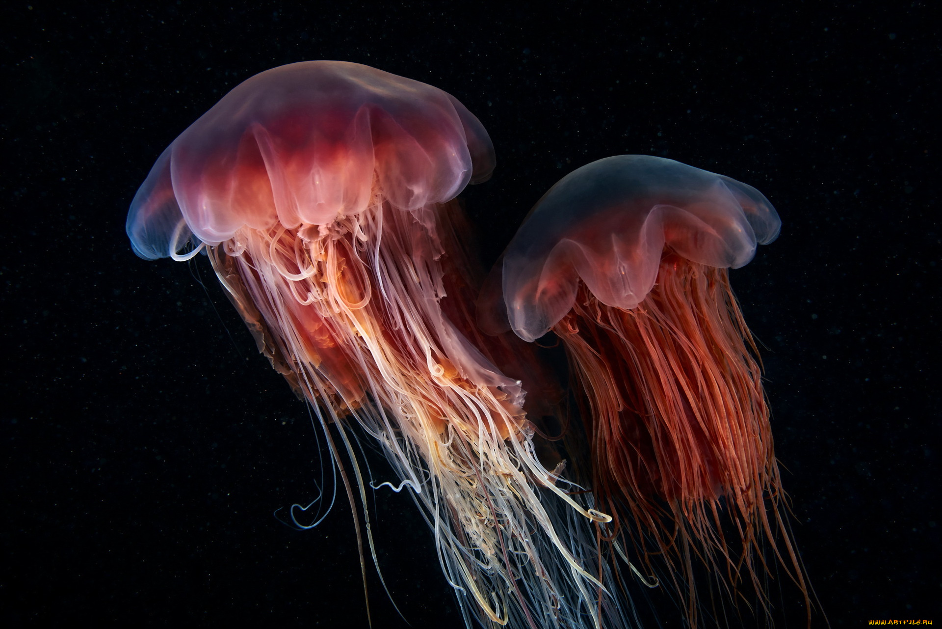 животные, медузы, природа, фон