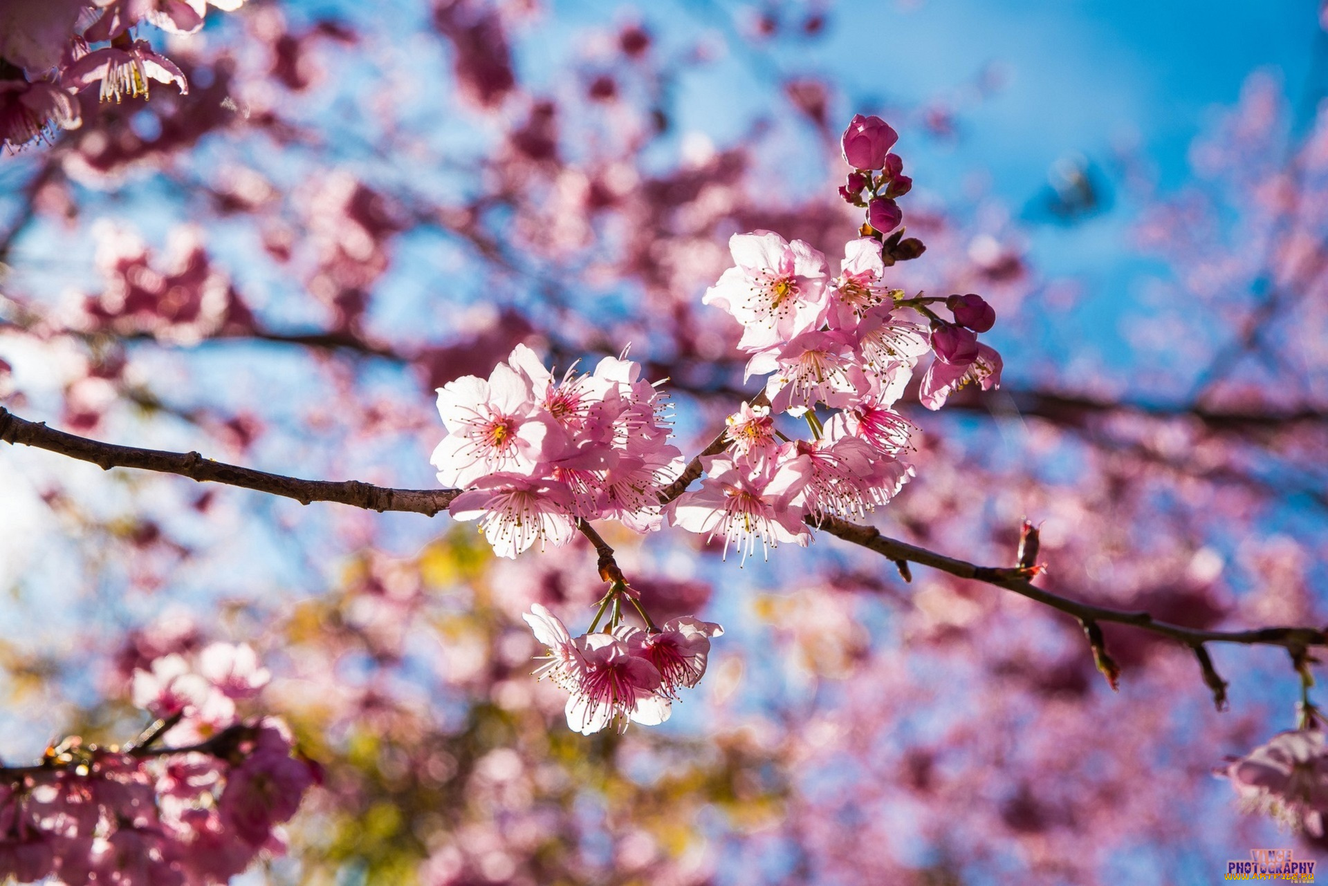 цветы, сакура, , вишня, тайвань, розовый, pink, sakura, taiwan, flowers, cherry, blossom, вишни