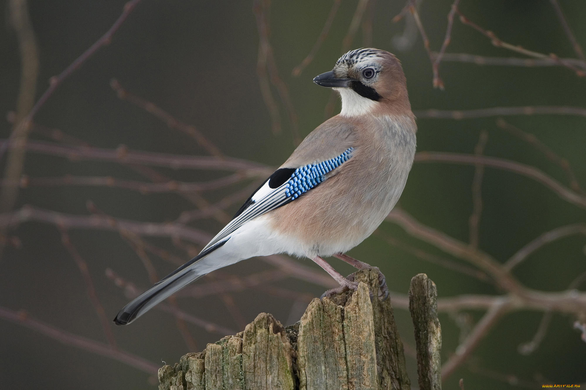 животные, сойки, взгляд, пень, сойка