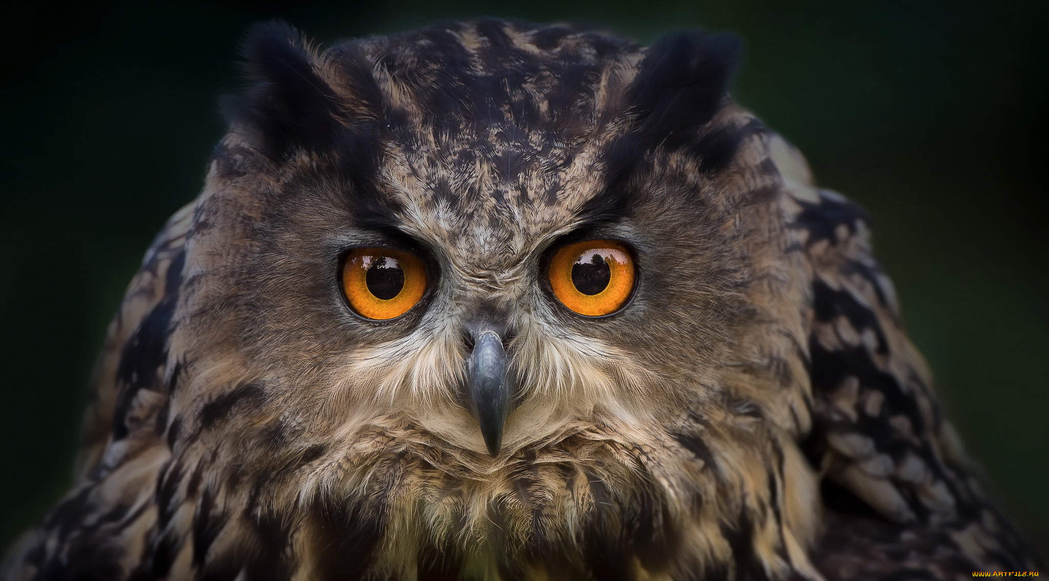 животные, совы, птица, сова, природа