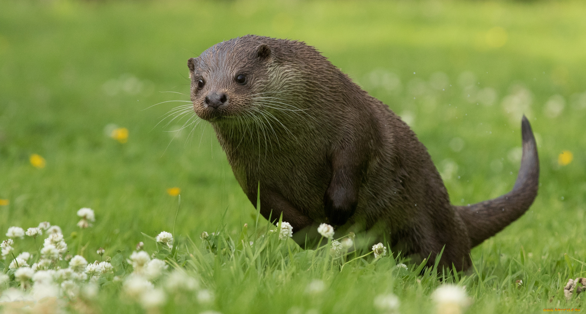 животные, выдры, , каланы, , ондатры, выдра