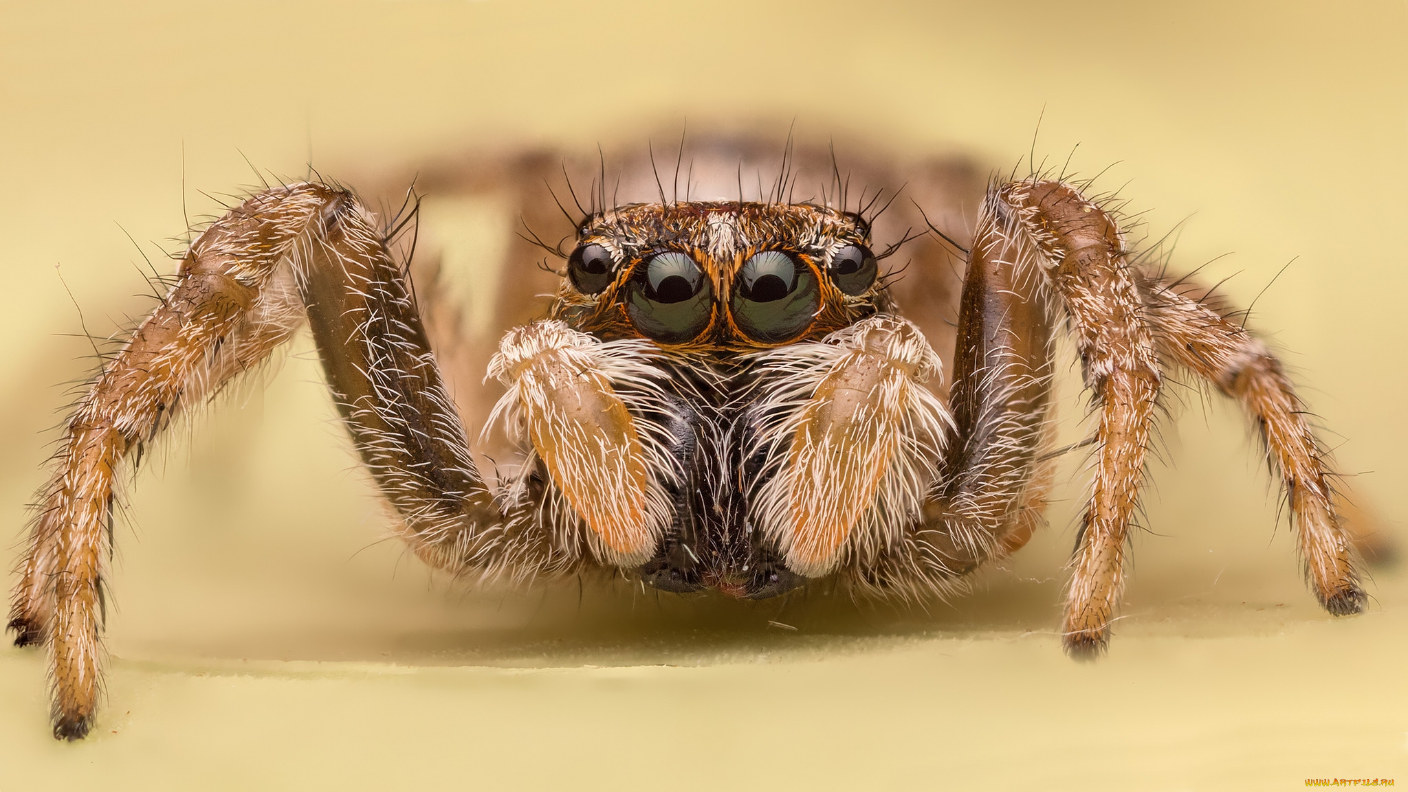 животные, пауки, паучок