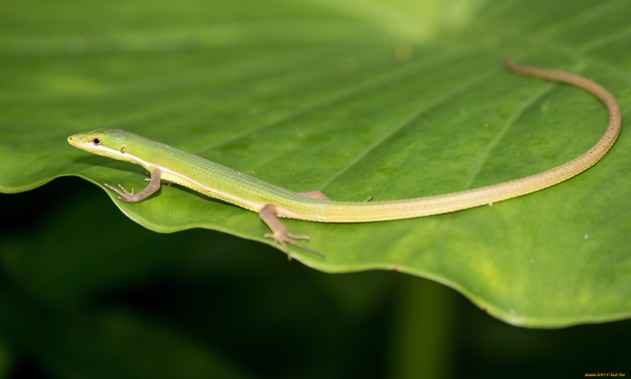 животные, Ящерицы, , игуаны, , вараны, ящерица, лист