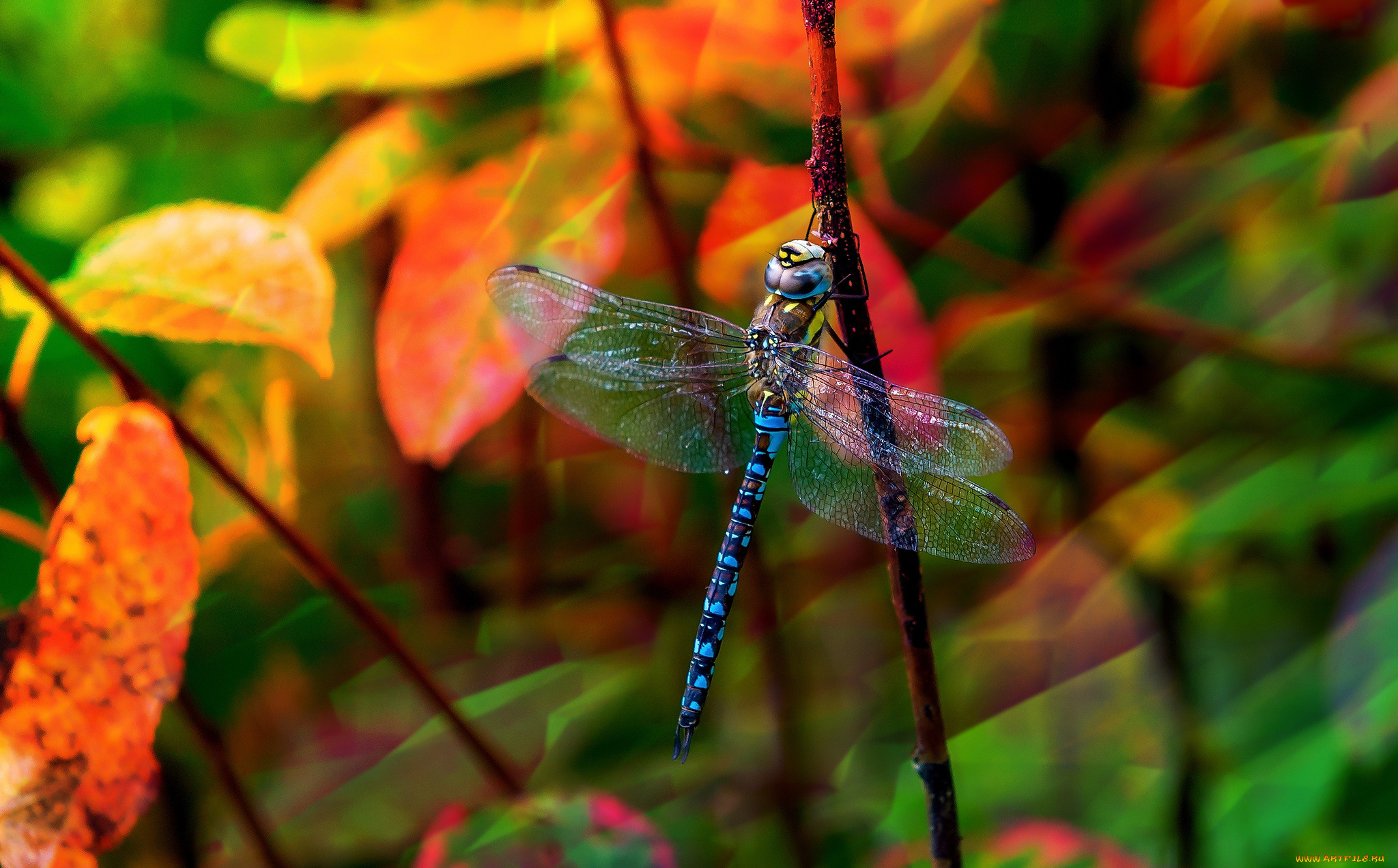 животные, стрекозы, стрекоза, макро, осень