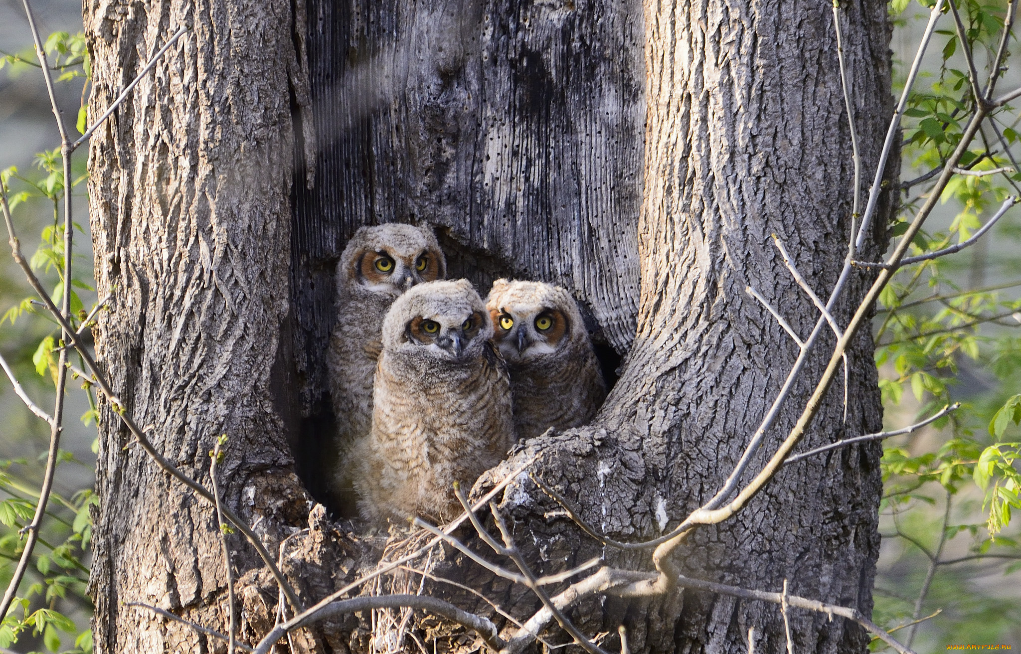 животные, совы, трио