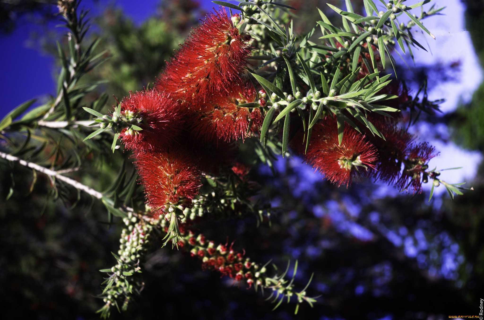 цветы, цветущие, деревья, , , кустарники, ветка, красные