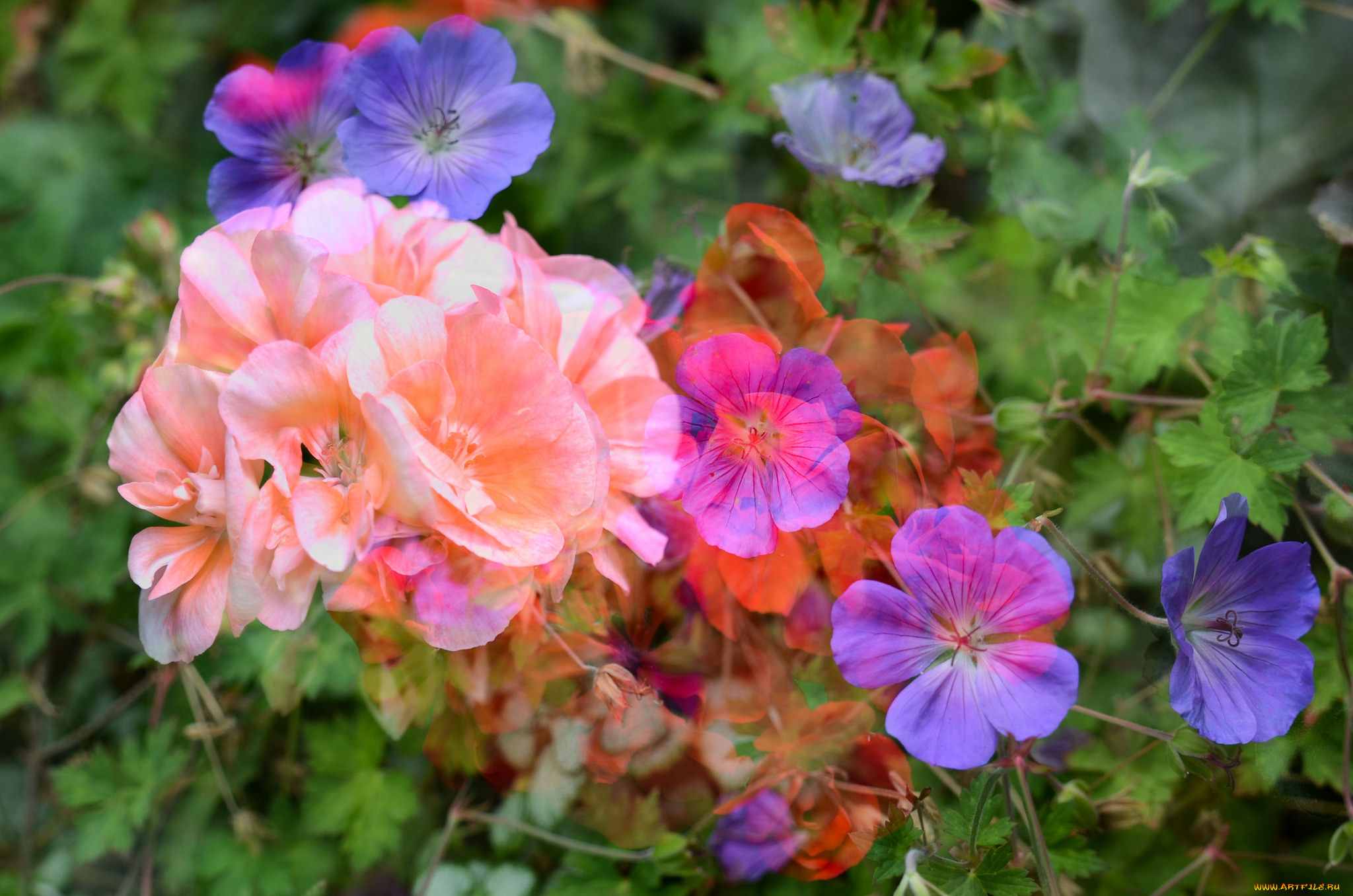 цветы, разные, вместе, клумба, разные