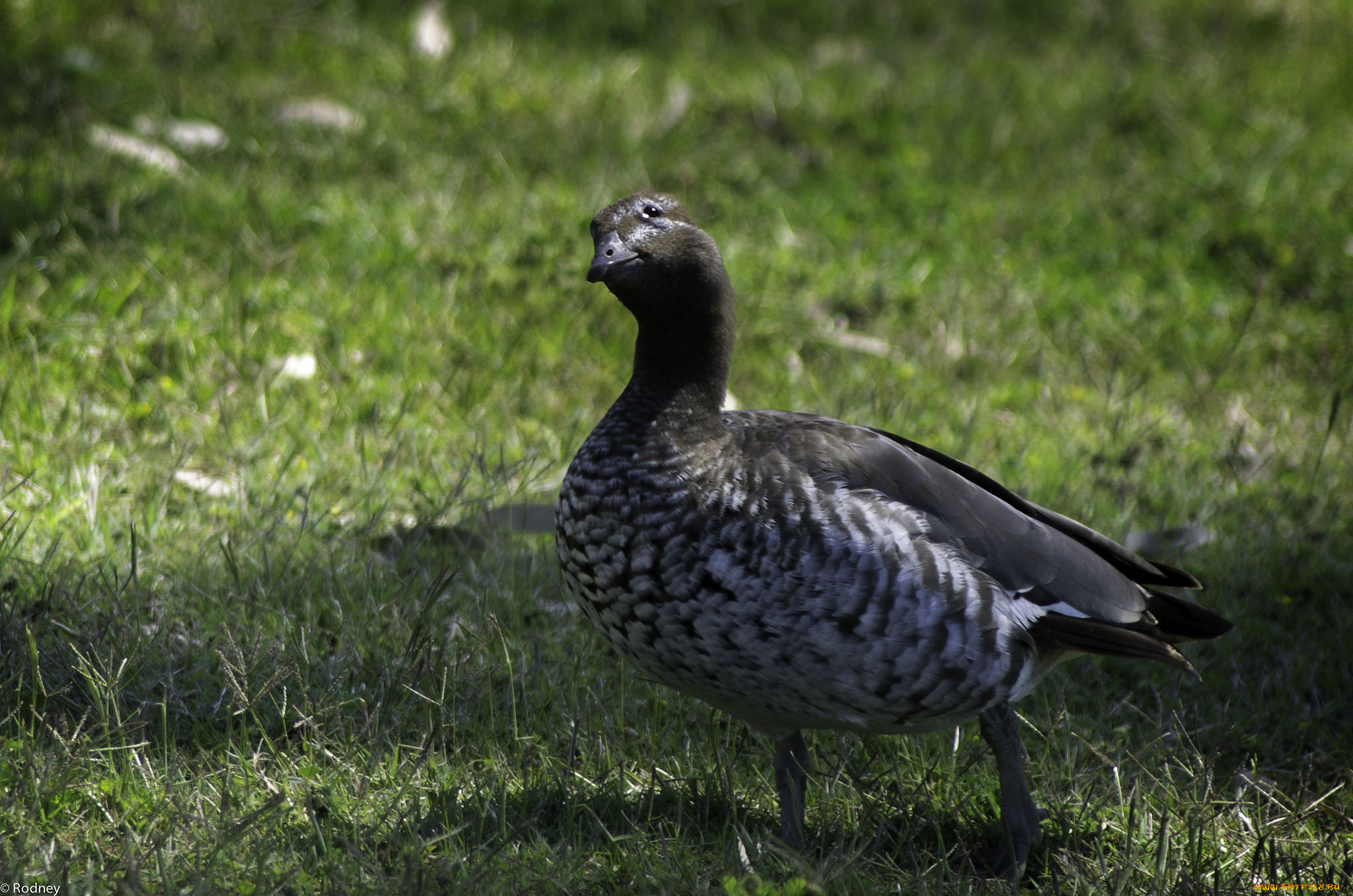 животные, гуси, трава, луг, гусь