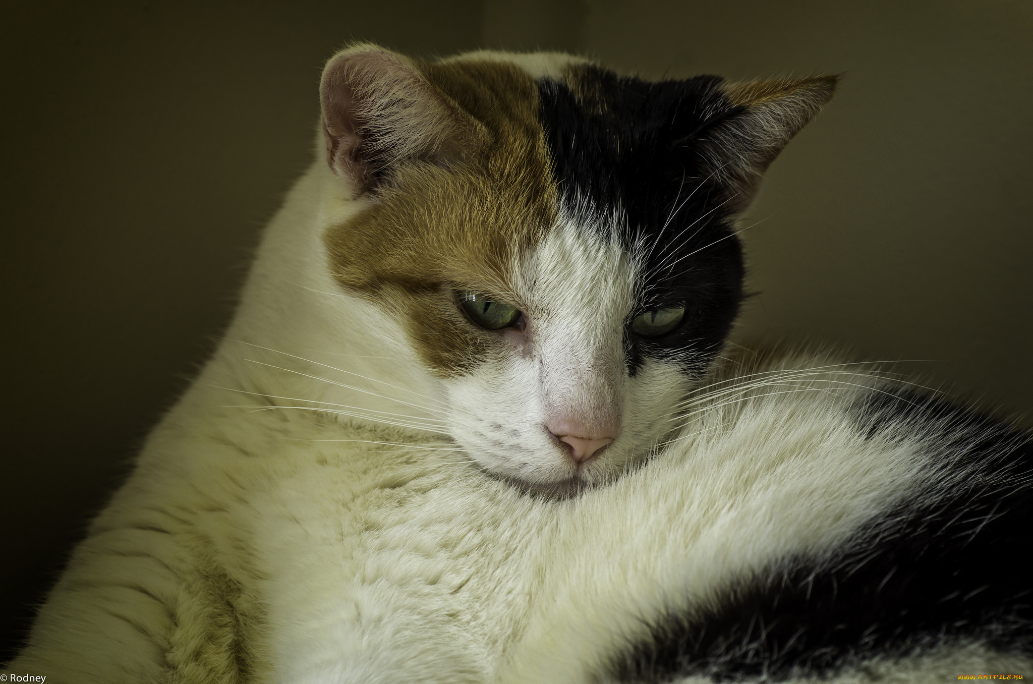 животные, коты, киса, коте, кошка, взгляд, усы, ушки