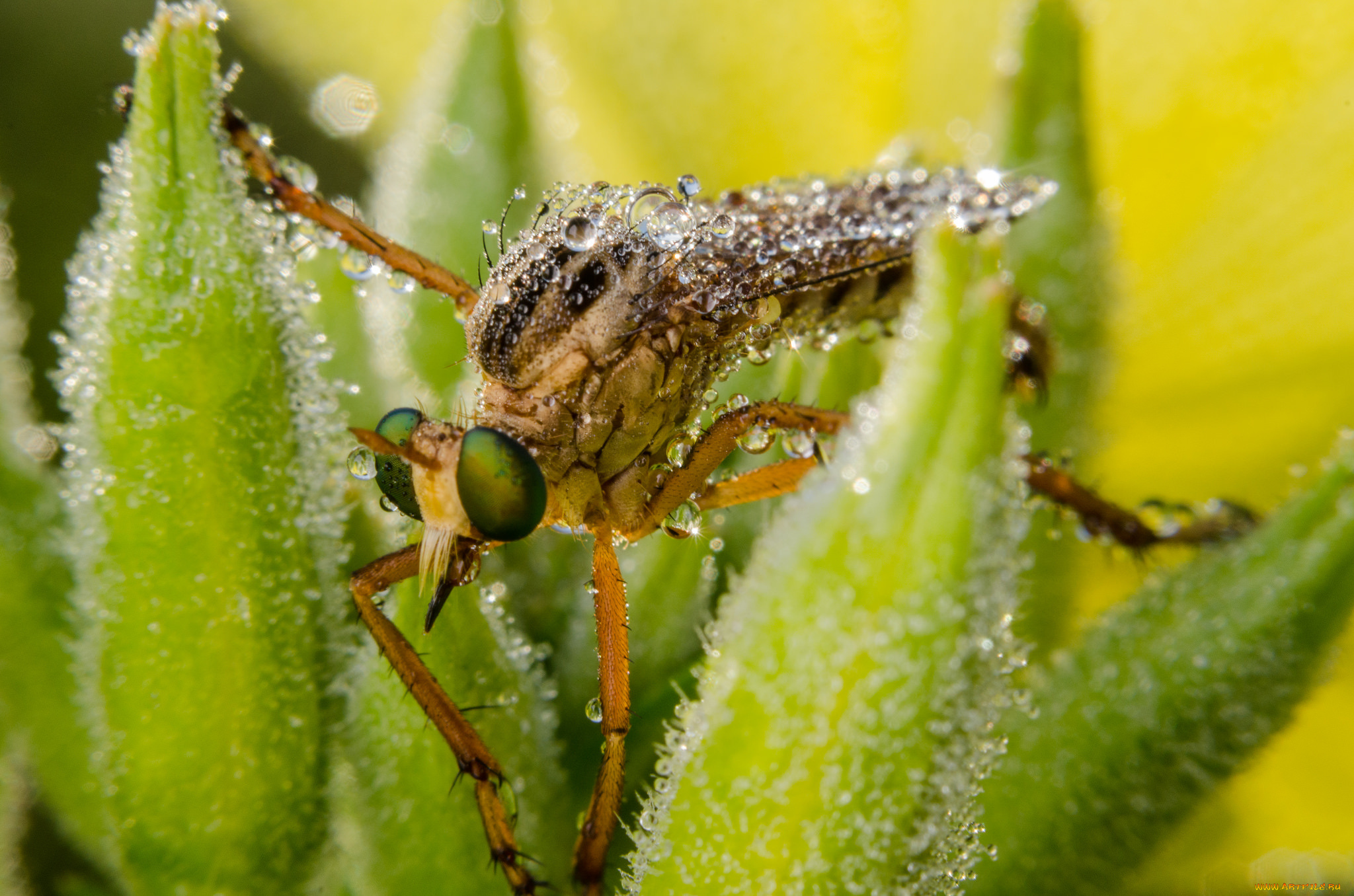 животные, насекомые, макро, вода, капли, насекомое