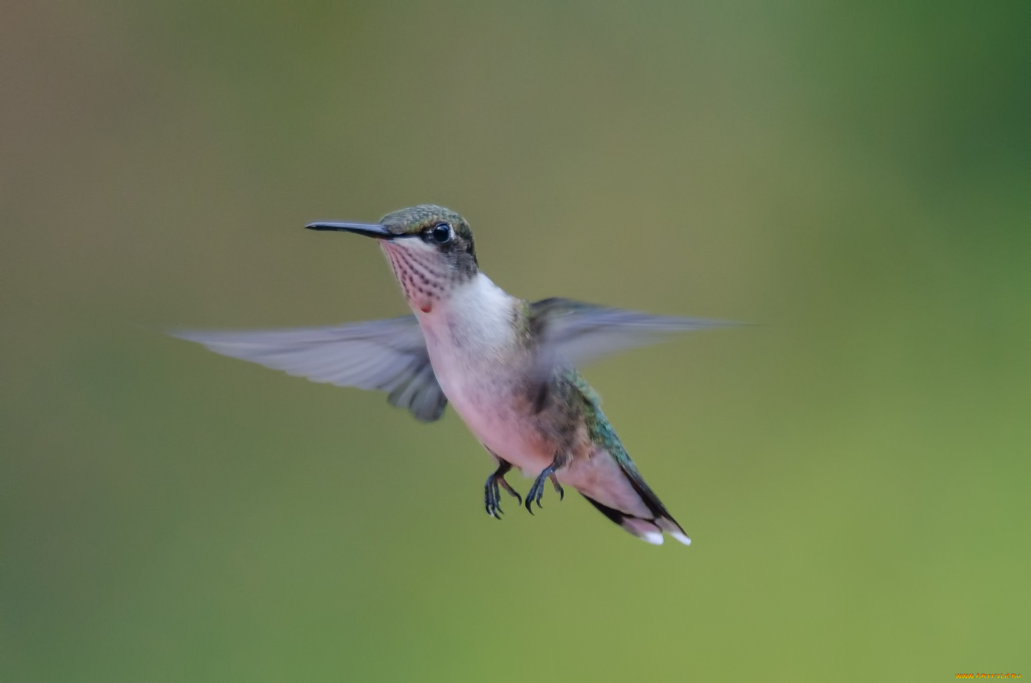 животные, колибри, фон, полёт, птичка