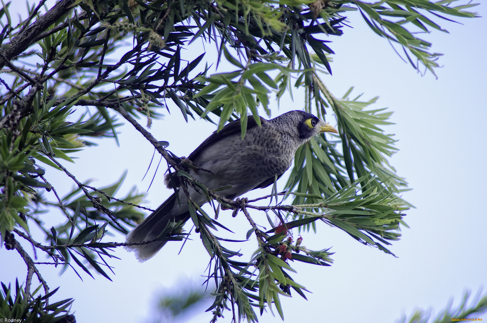 животные, птицы, ветки, листья, птица