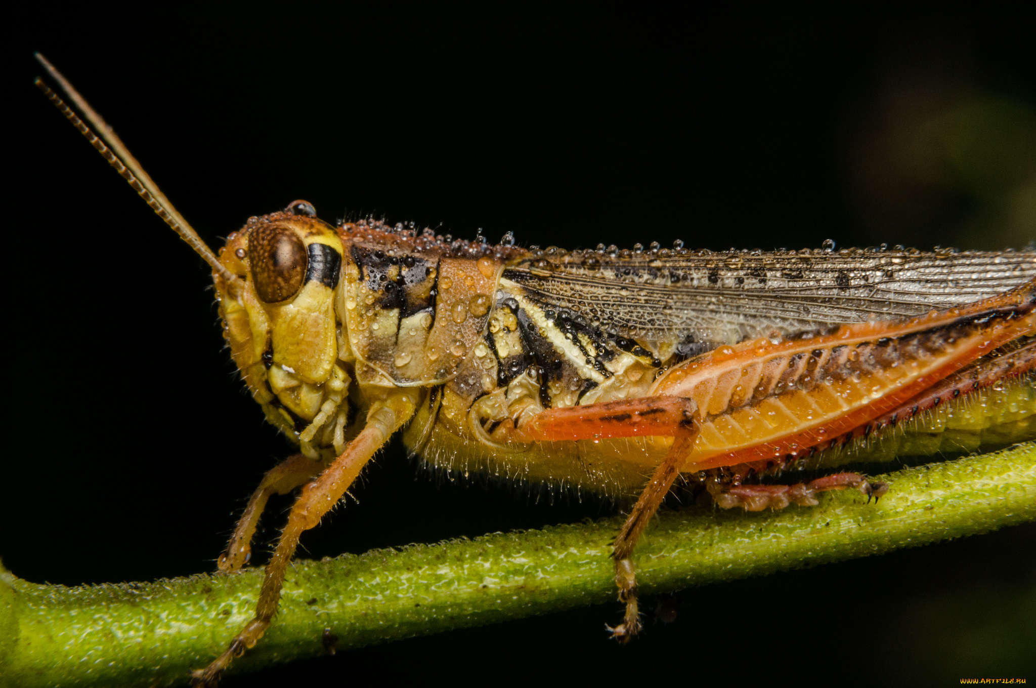 животные, кузнечики, , саранча, роса, капли, кузнечик, фон
