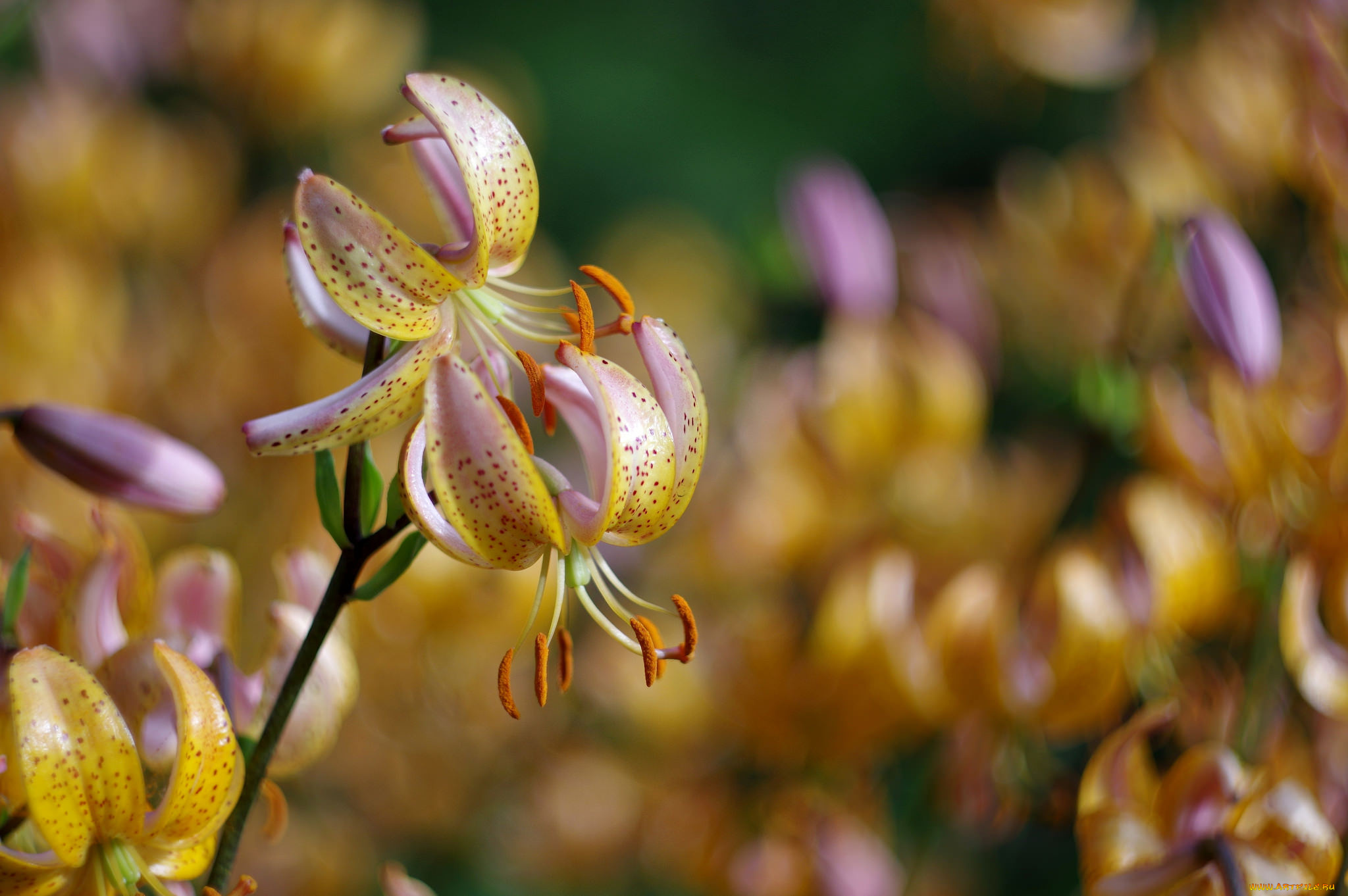 цветы, лилии, , лилейники, боке, фон
