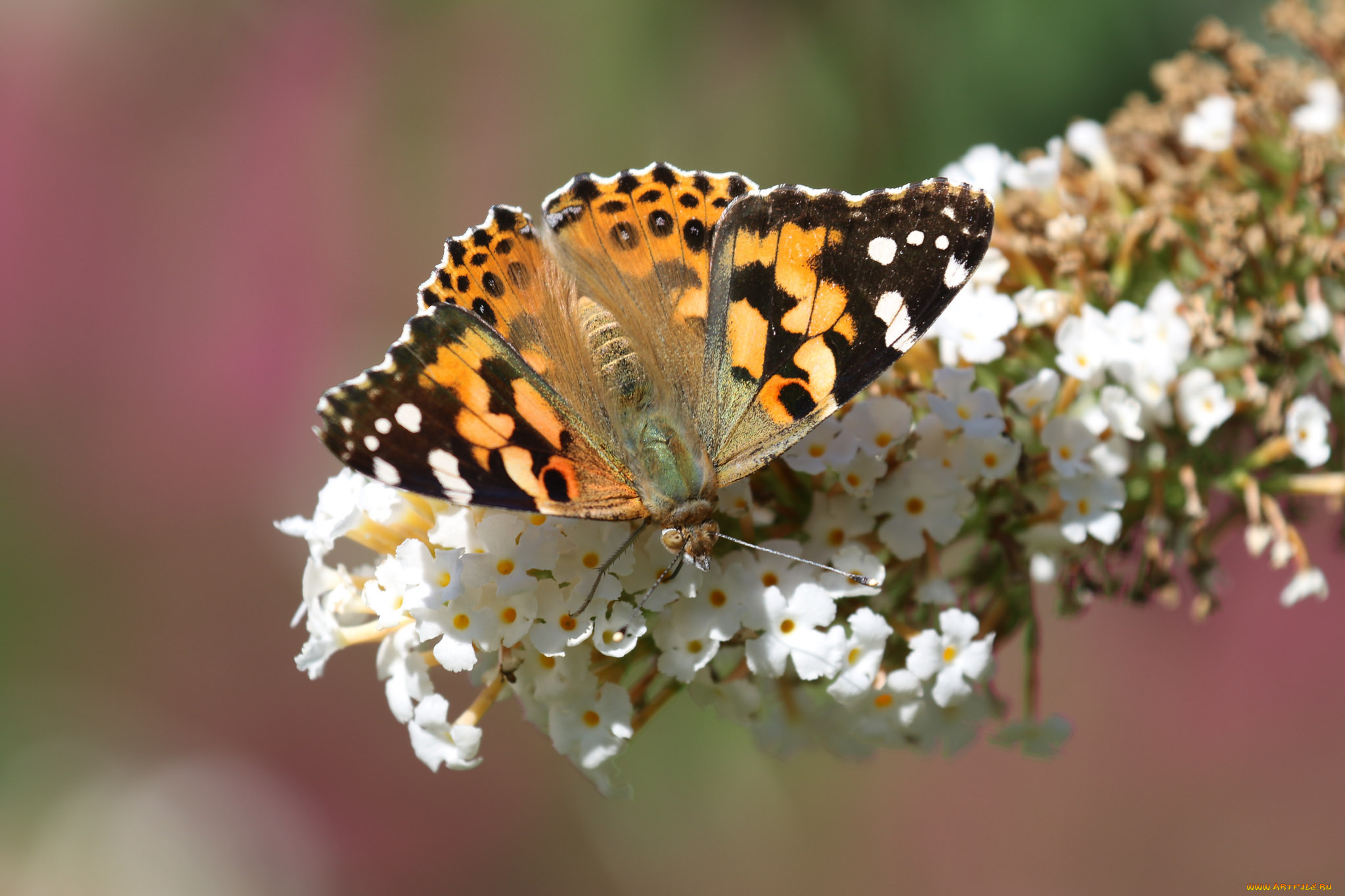 животные, бабочки, , мотыльки, , моли, бабочка, цветы, фон