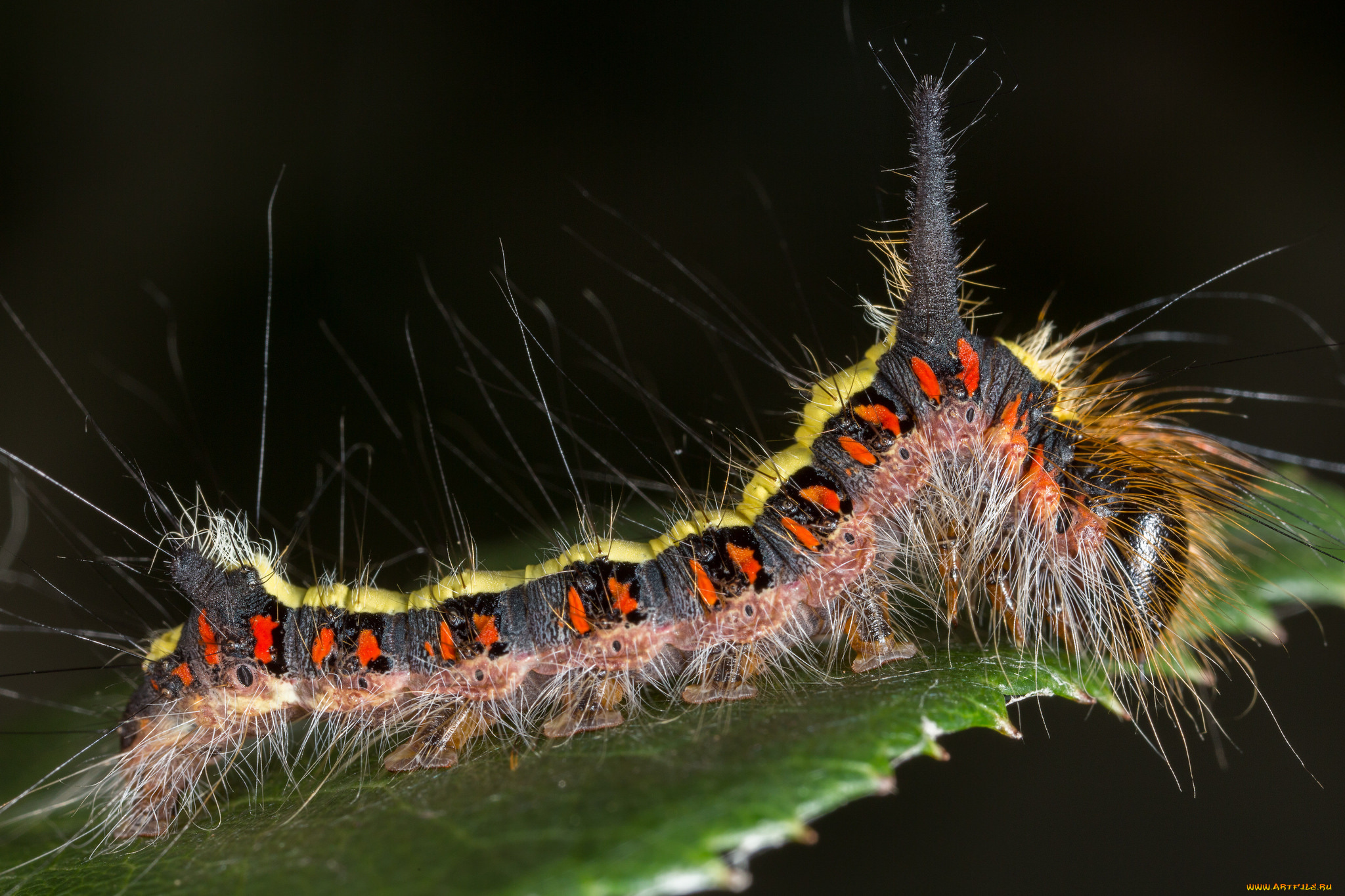 животные, гусеницы, гусеница, насекомое, утро, зелёный, фон, травинка, макро