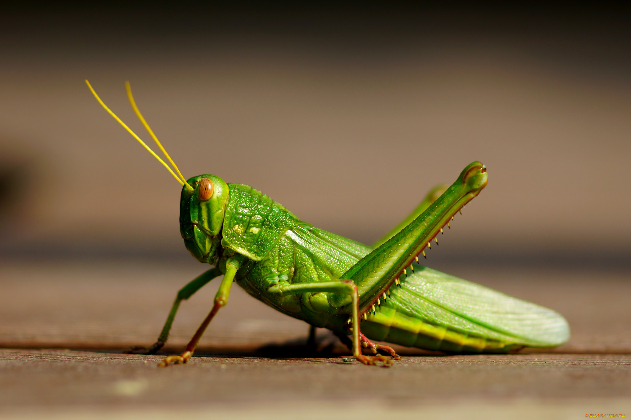 животные, кузнечики, , саранча, кузнечик