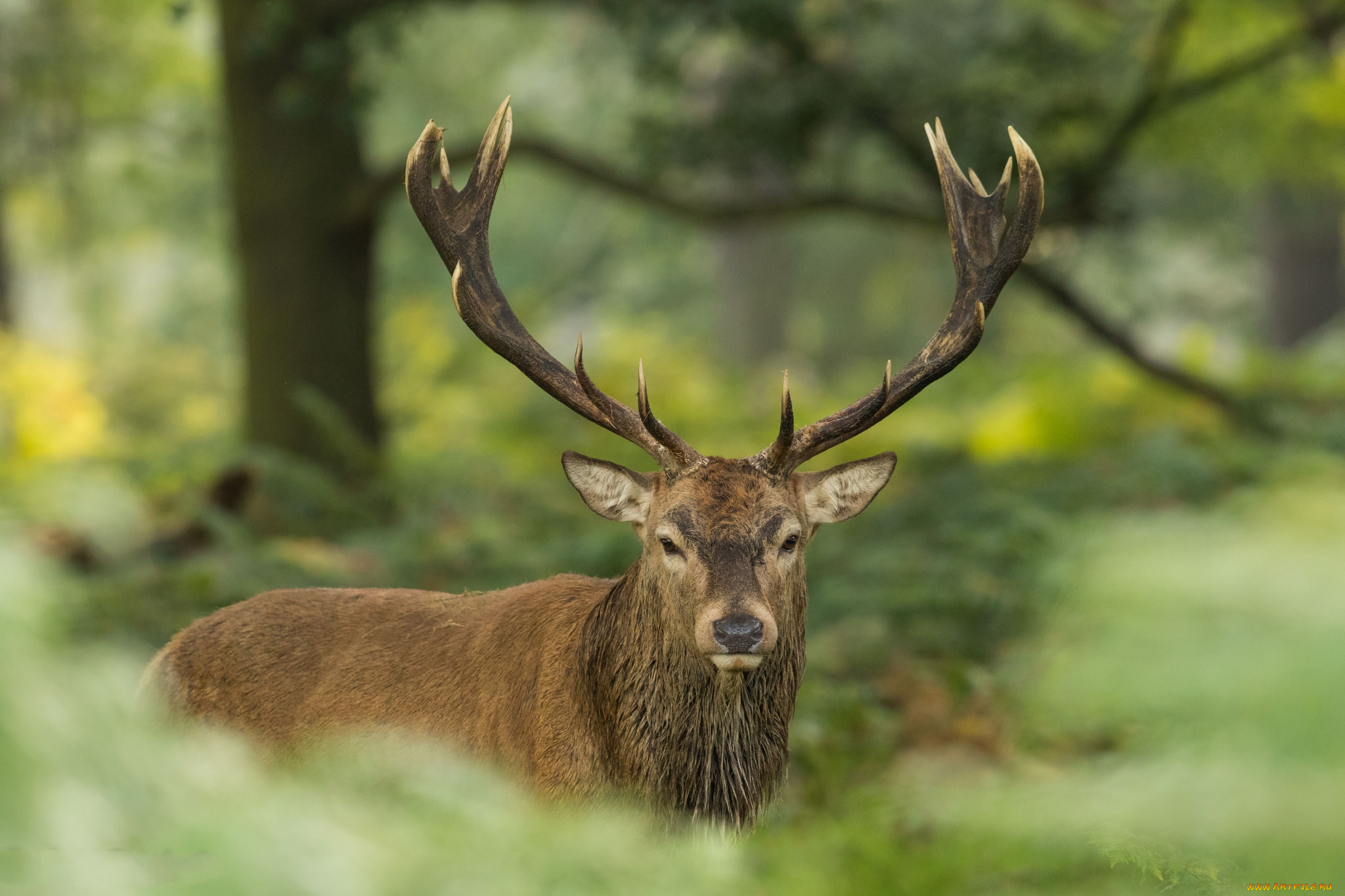 животные, олени, рогач