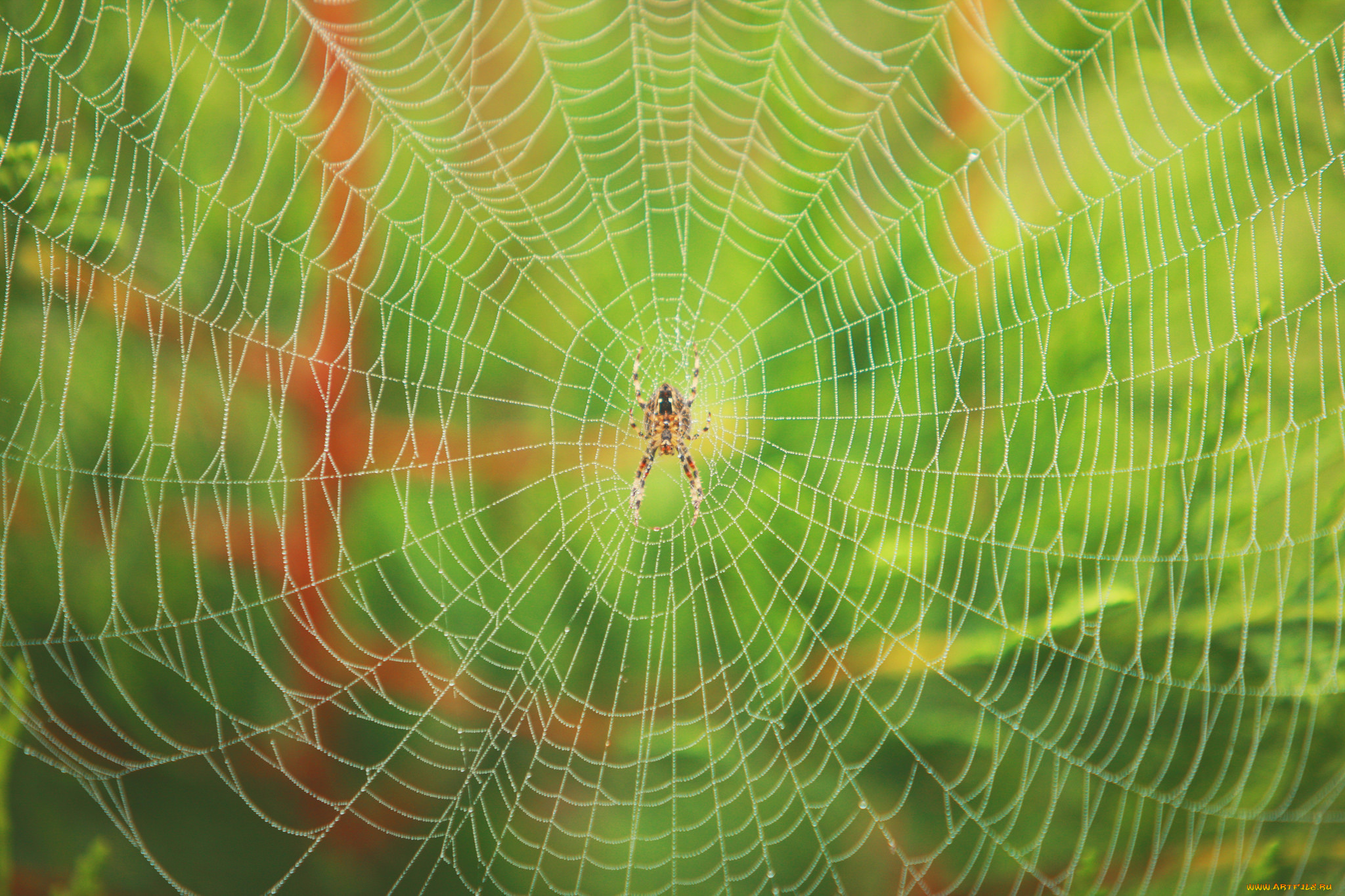 животные, пауки, утро, роса, паутина, паук, блеск