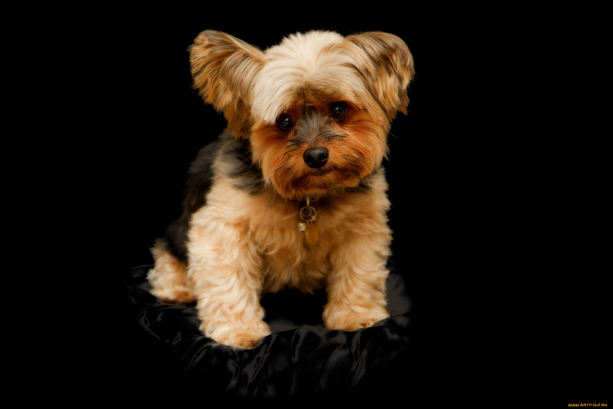 животные, собаки, песик