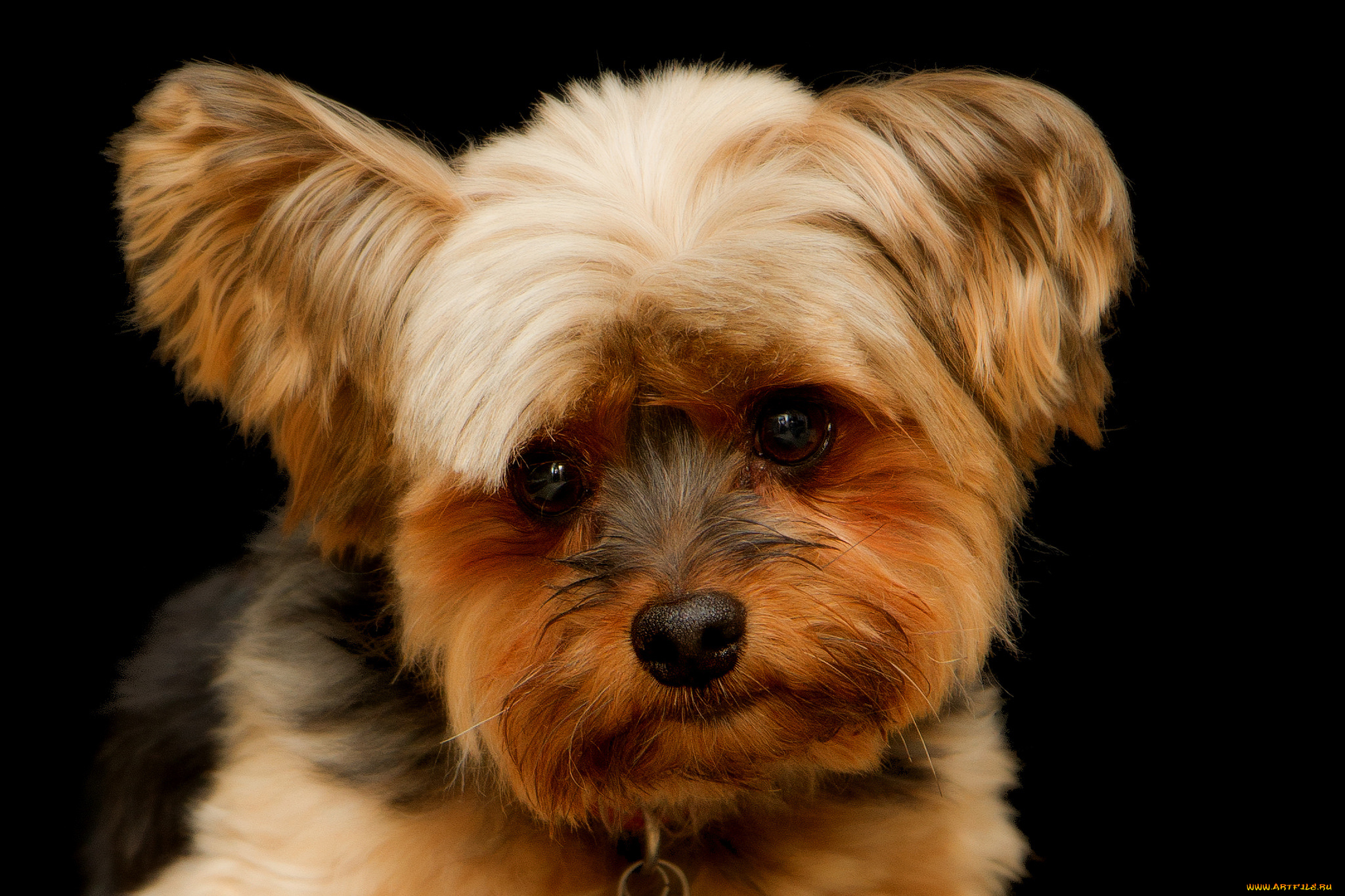 животные, собаки, песик