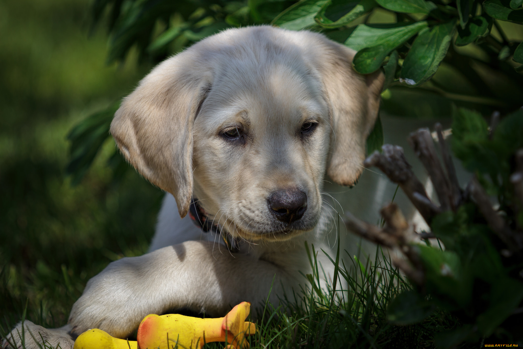 животные, собаки, песик