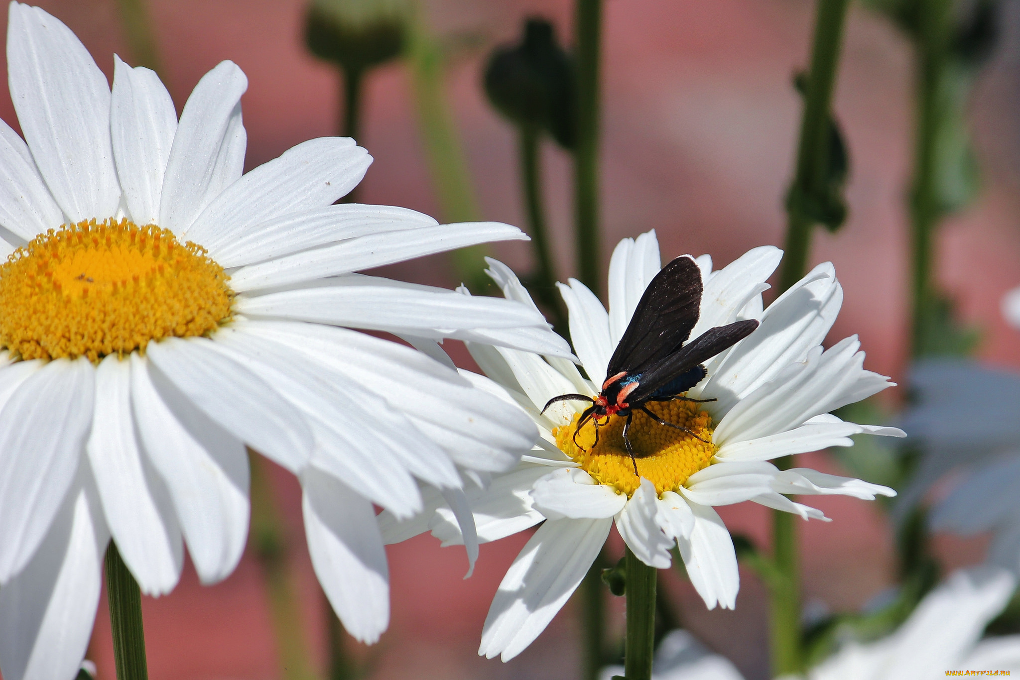 цветы, ромашки, бабочка