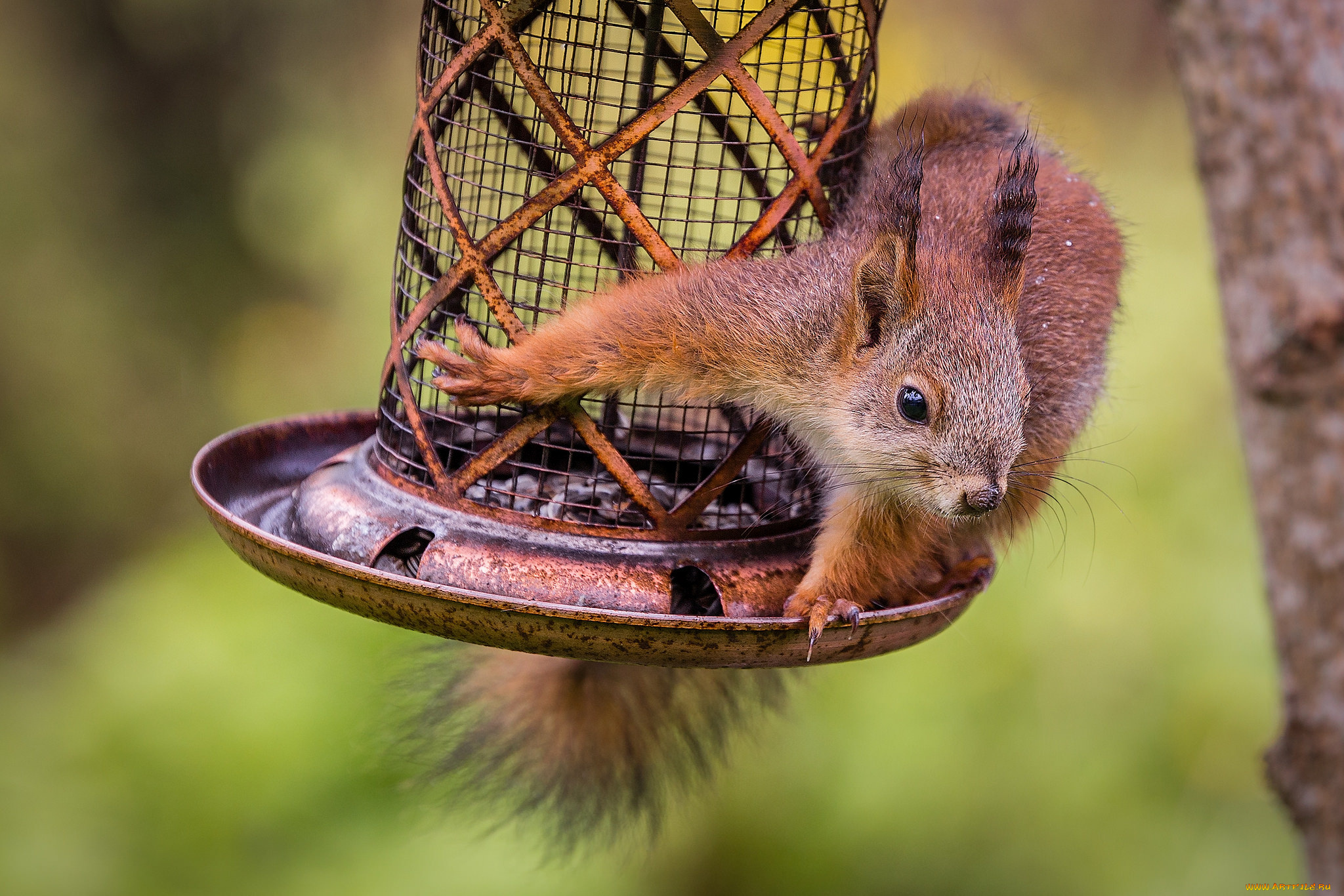 животные, белки, белочка