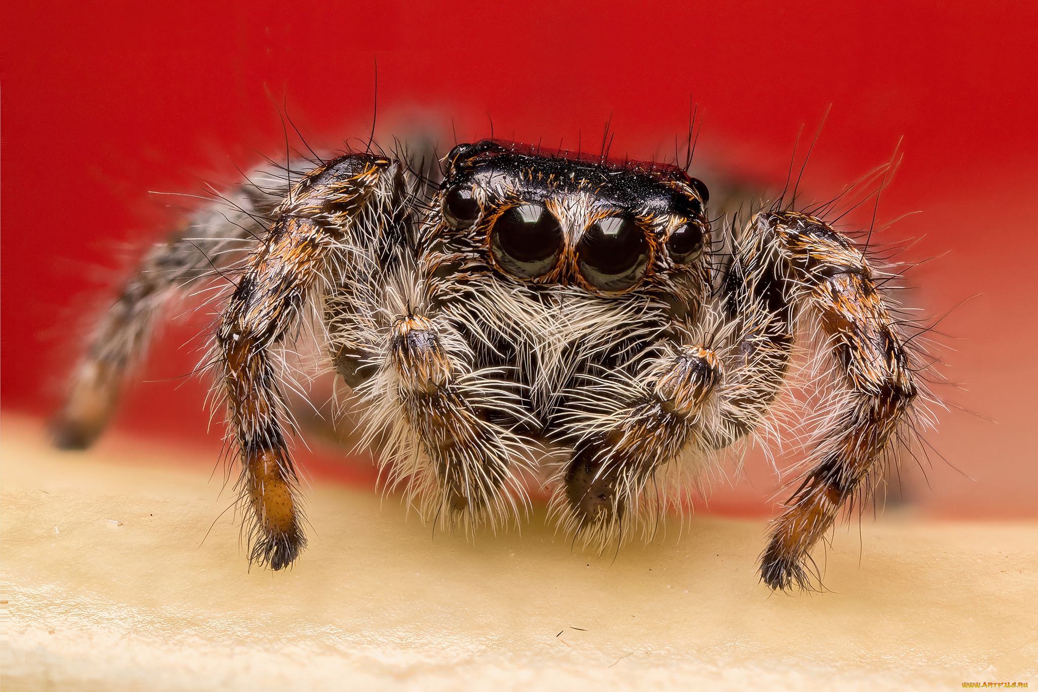животные, пауки, паучок