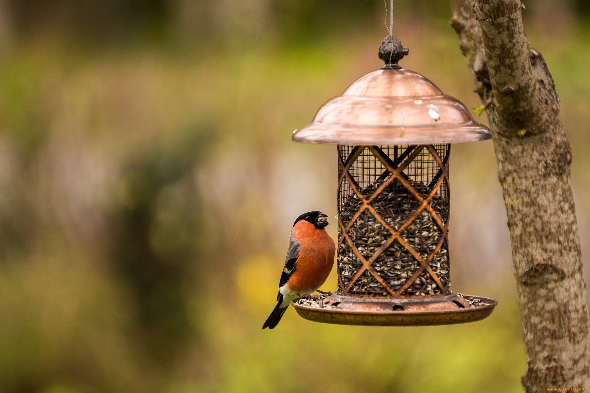 животные, снегири, снегирь