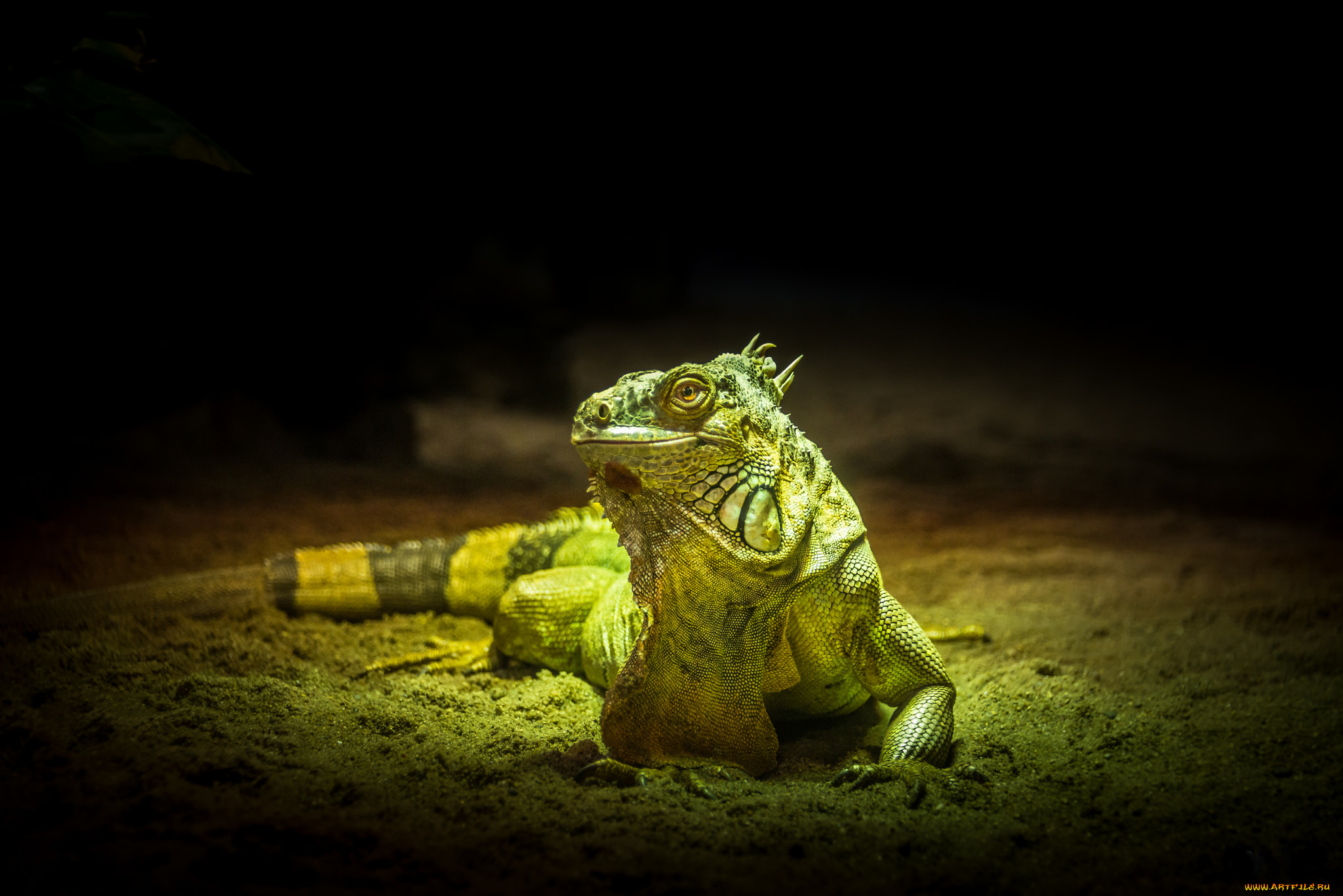 животные, Ящерицы, , игуаны, , вараны, игуана