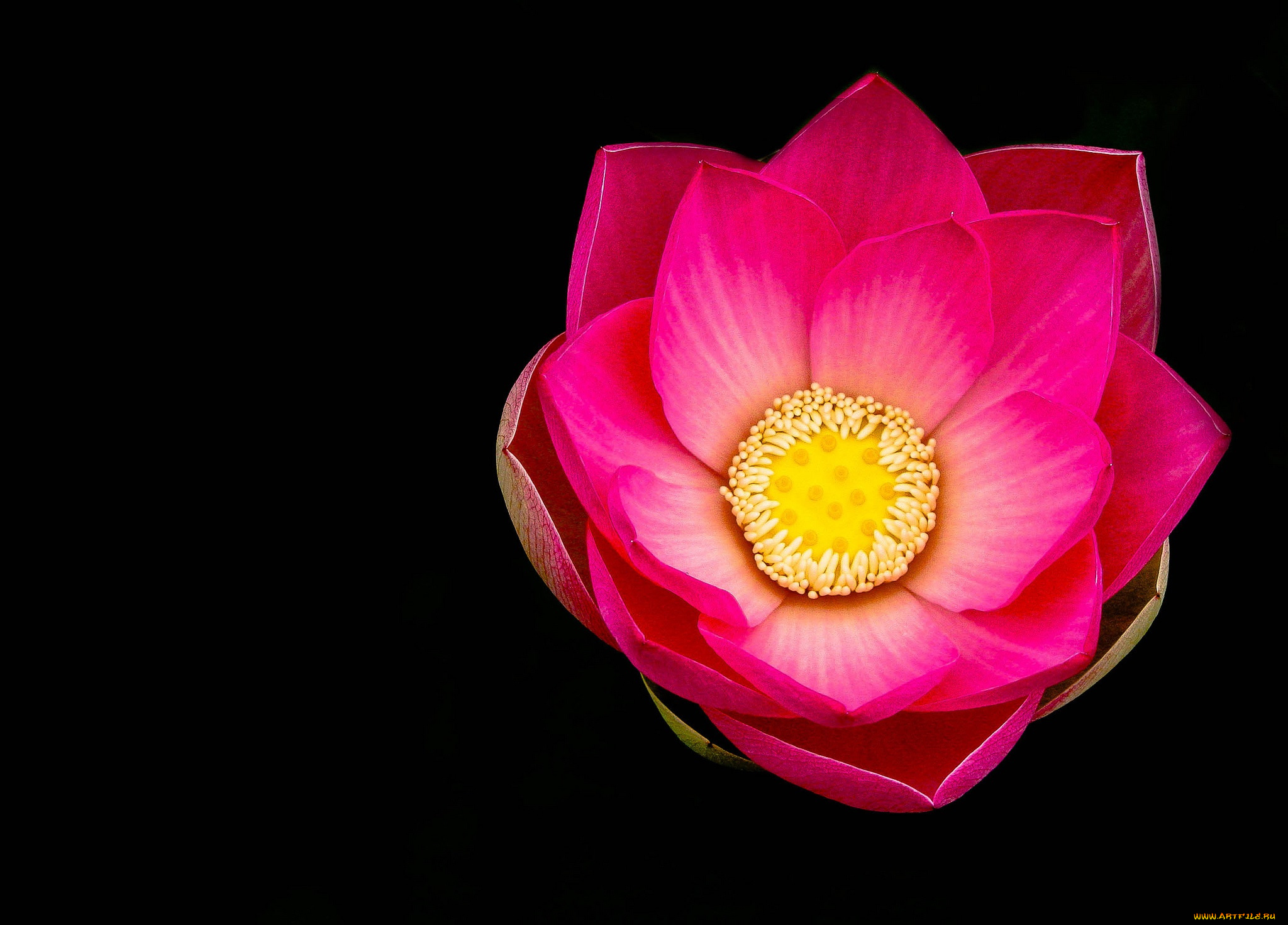 цветы, лотосы, лотос, лепестки, макро, природа