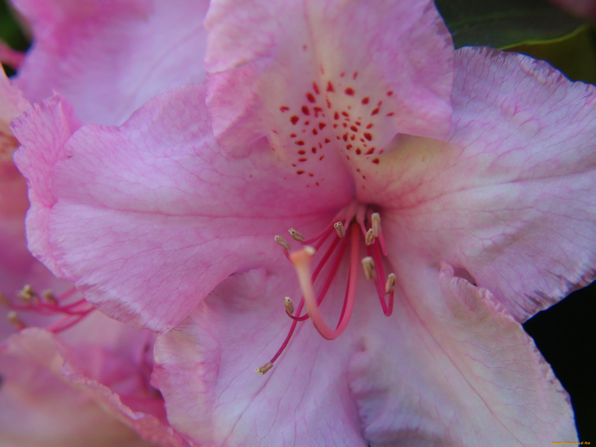 цветы, уветок, макро