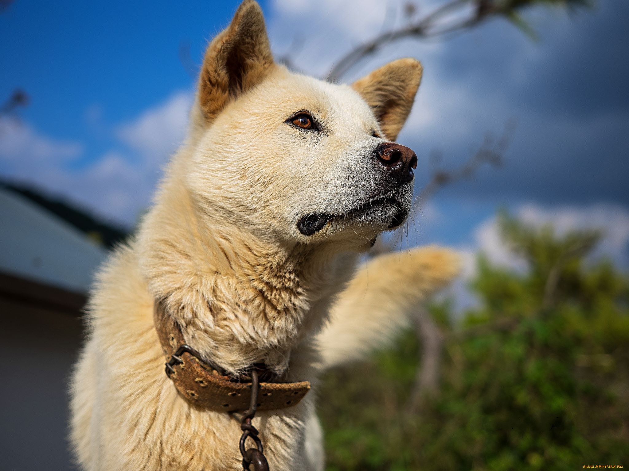 животные, собаки, лайка