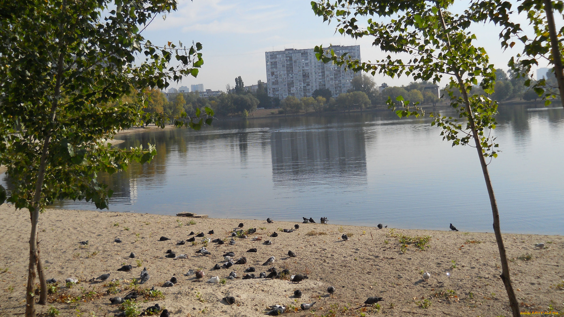 озеро, тельбин, города, -, улицы, , площади, , набережные, киев, озеро, тельбин, осень, голуби
