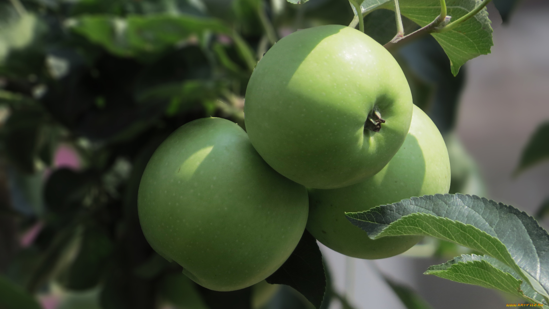 природа, плоды, ветка, яблоки