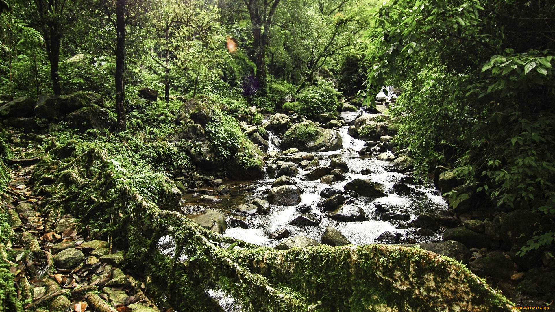 природа, реки, озера, лес, камни, река