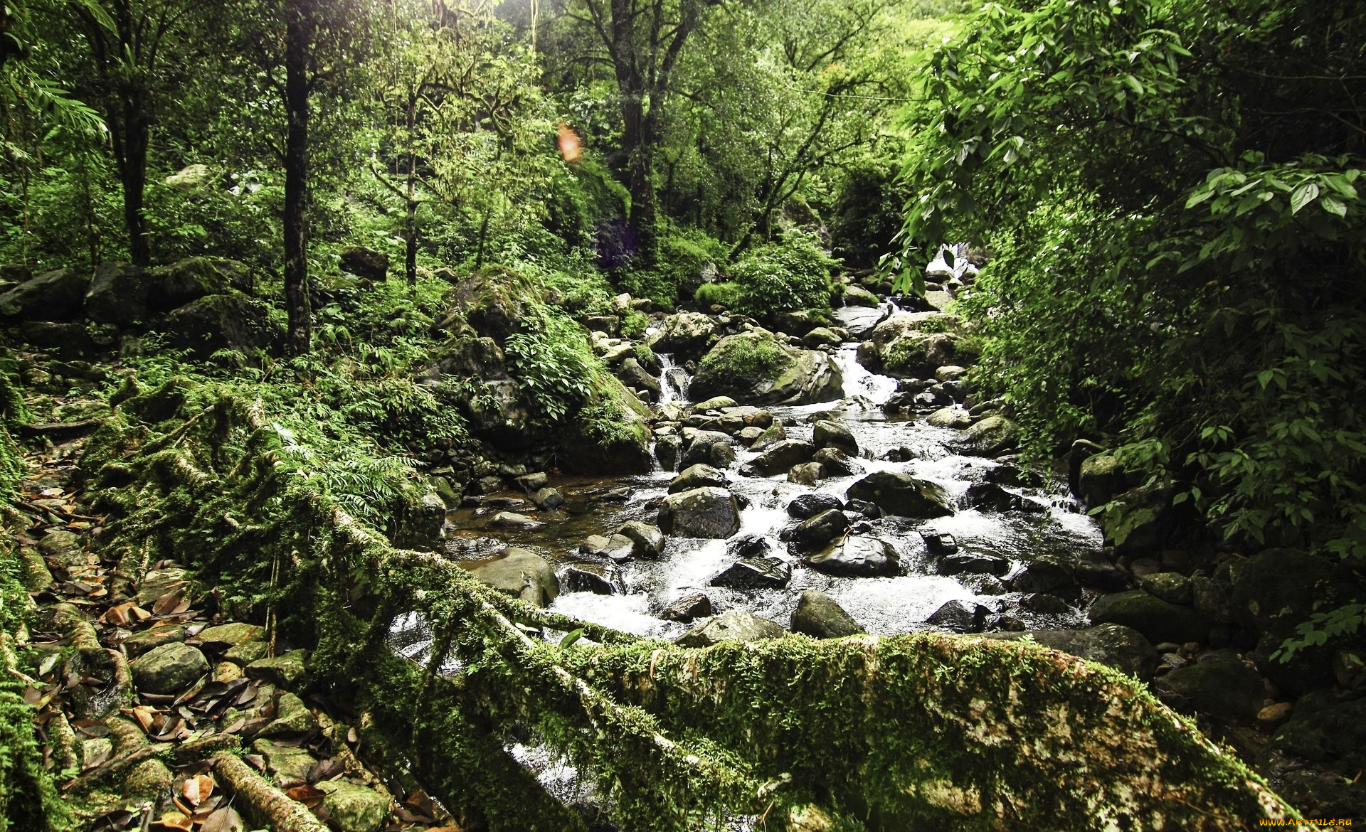 природа, реки, озера, лес, камни, река