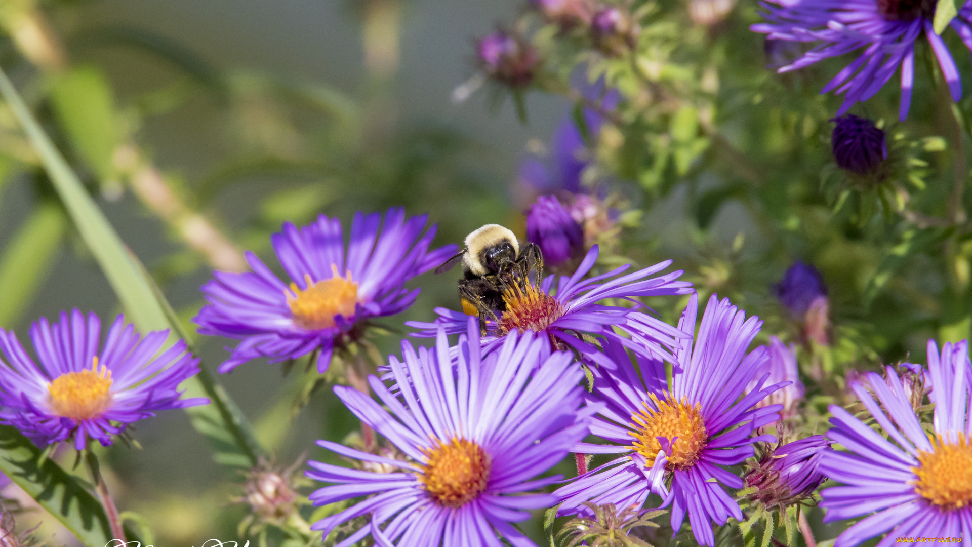 цветы, аизовые, сиреневые