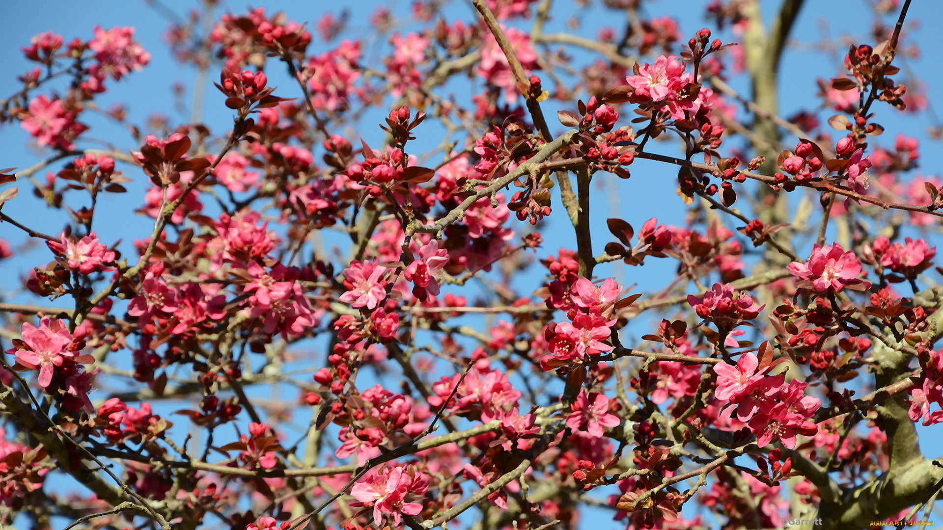 цветы, айва