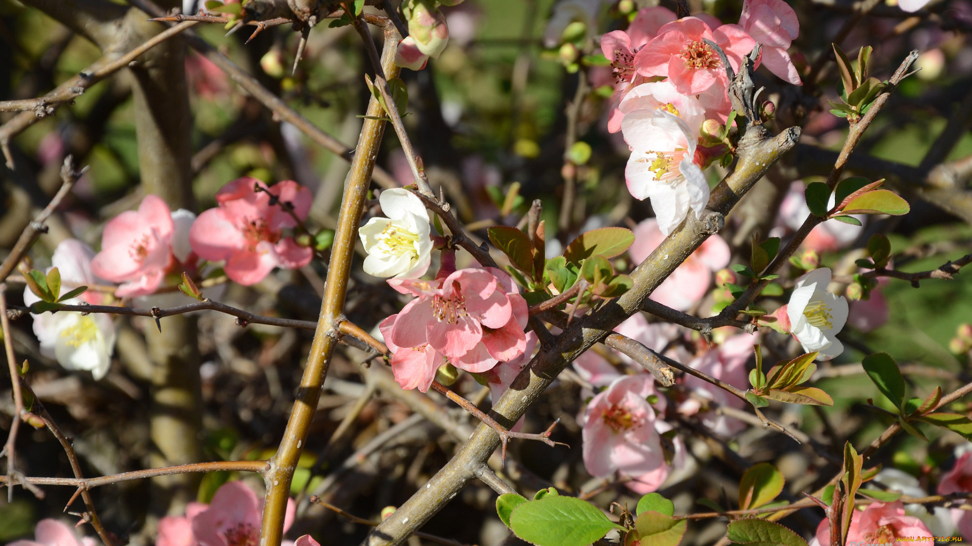 цветы, айва, весна