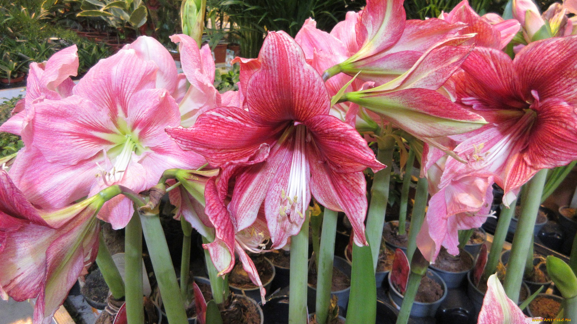 цветы, амариллисы, , гиппеаструмы, розовые