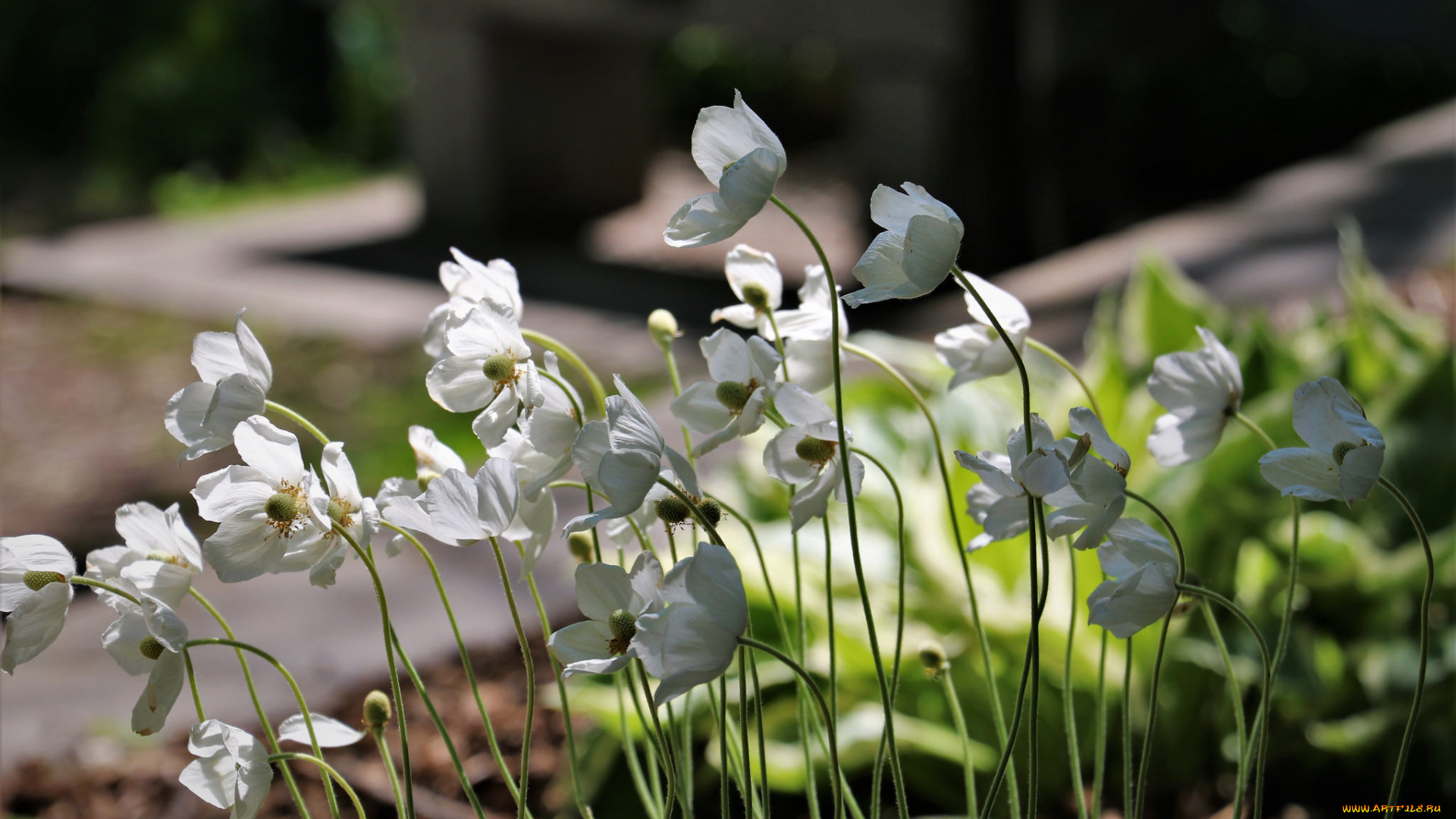 цветы, анемоны, , сон-трава, белые